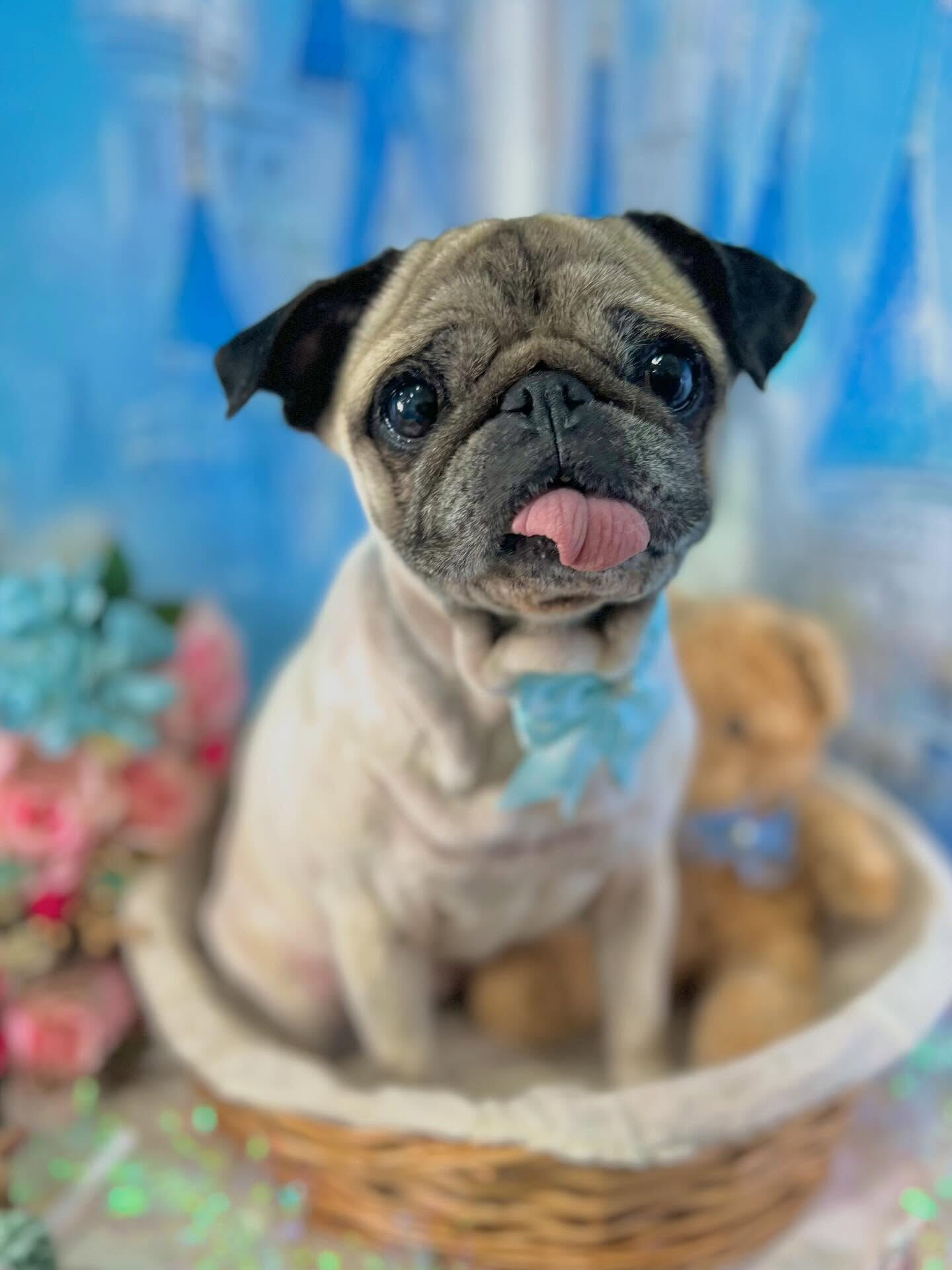 来店いただいたおとちゃんです🐶✨