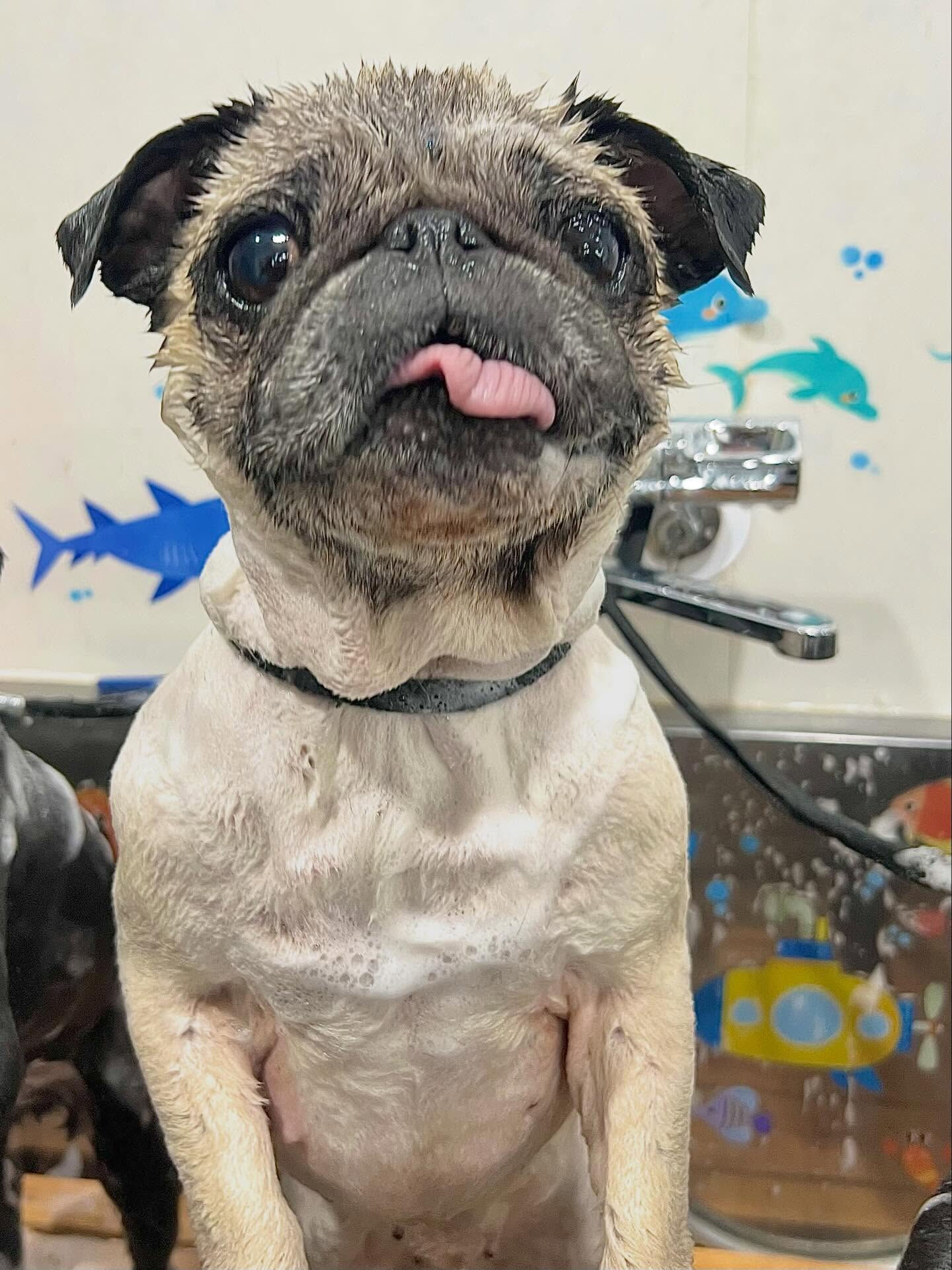 来店いただいたおとちゃんです🐶✨