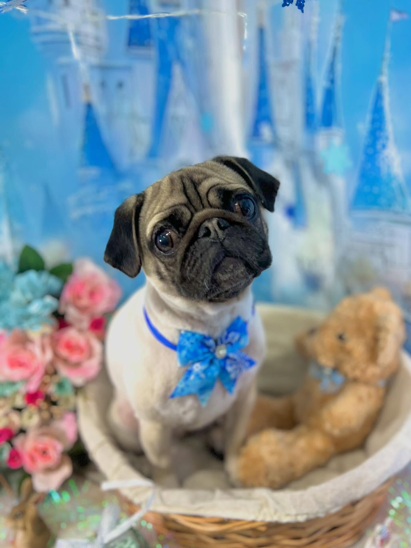 来店いただいたけいとちゃんです🐶✨