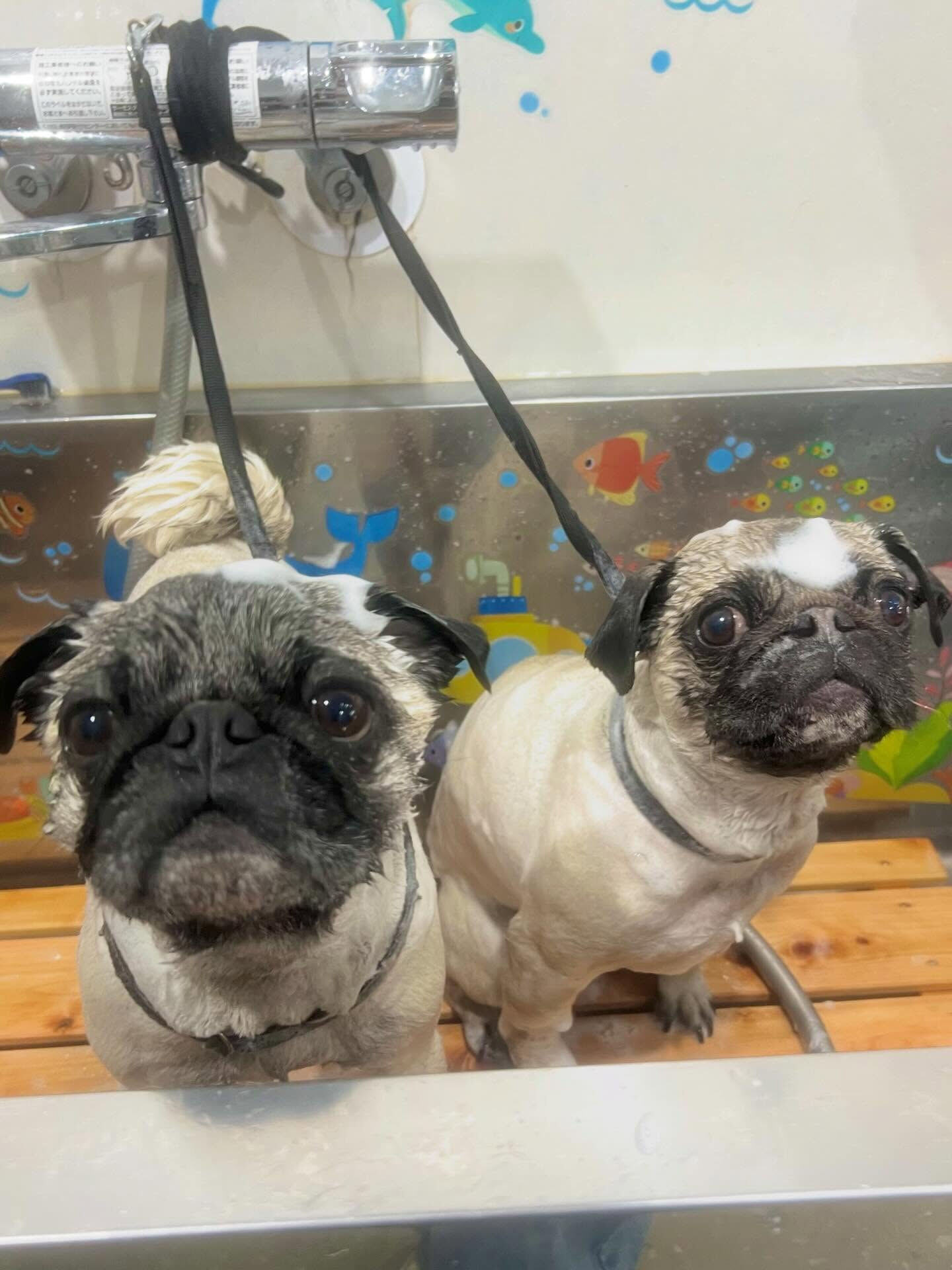 来店いただいたけいとちゃんです🐶✨