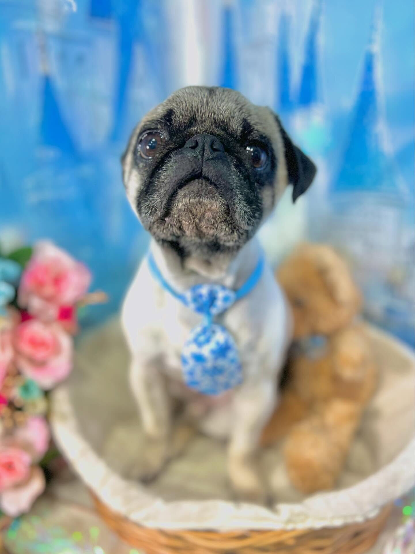 来店いただいたいぃとくんです🐶✨