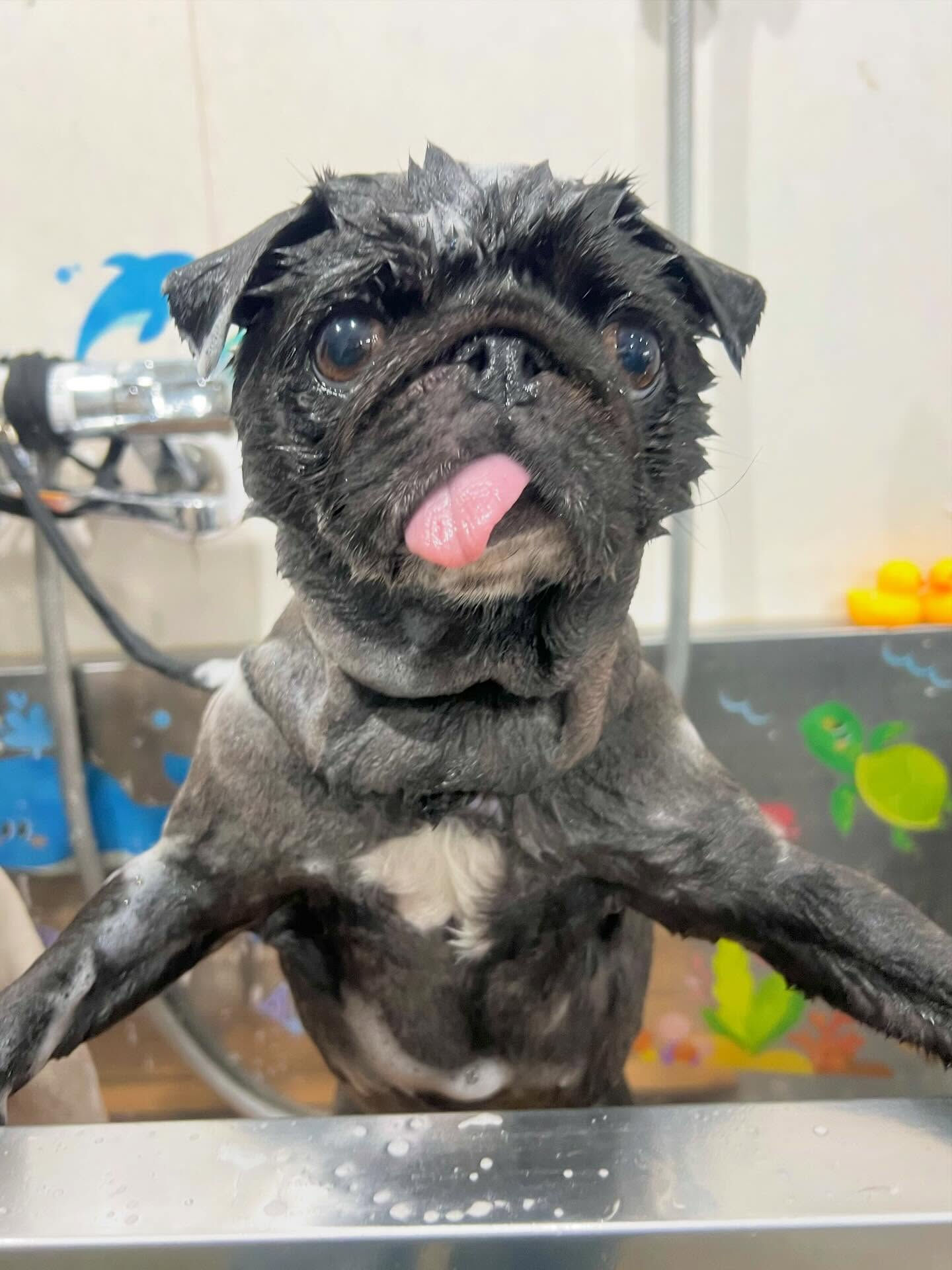 来店いただいたみぃとちゃんです🐶✨