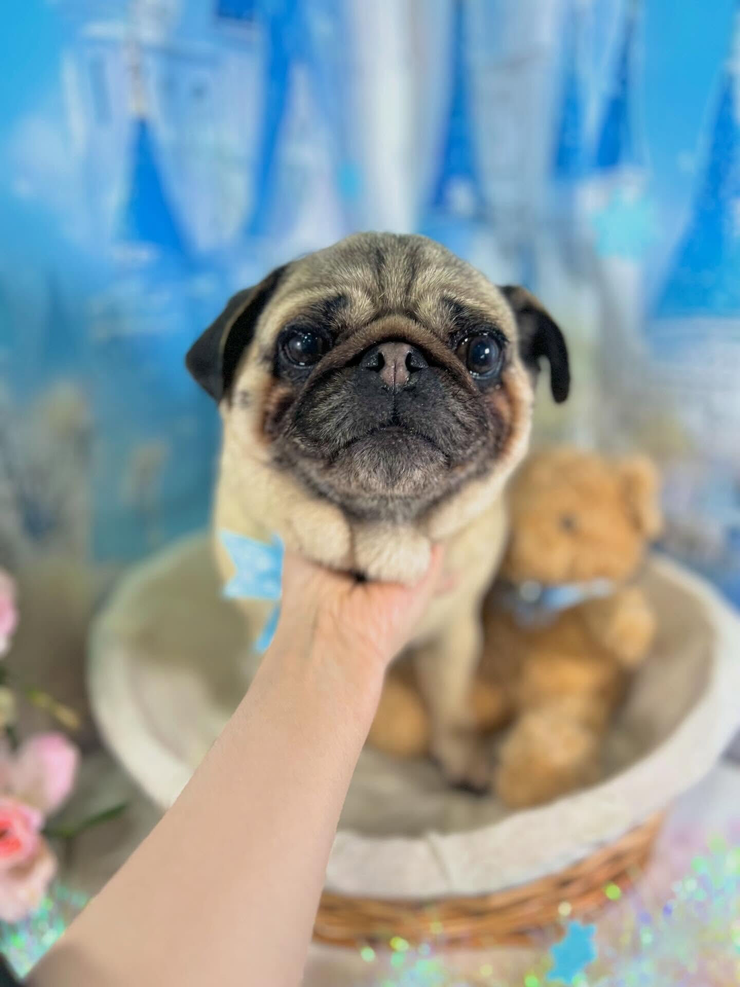 来店いただいたパグミちゃんです🐶✨