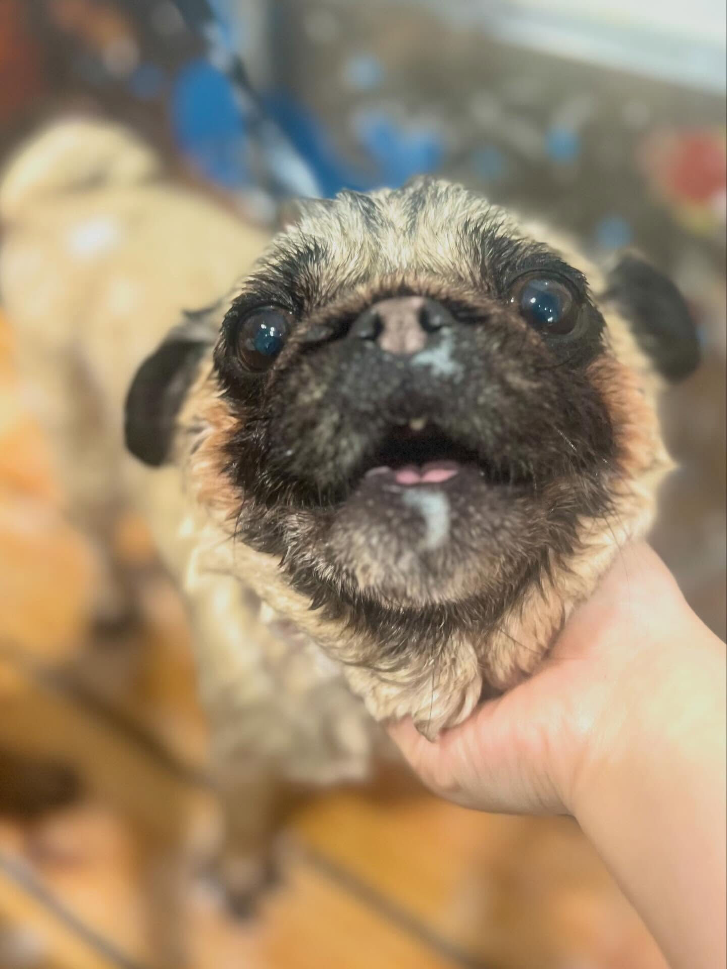 来店いただいたパグミちゃんです🐶✨