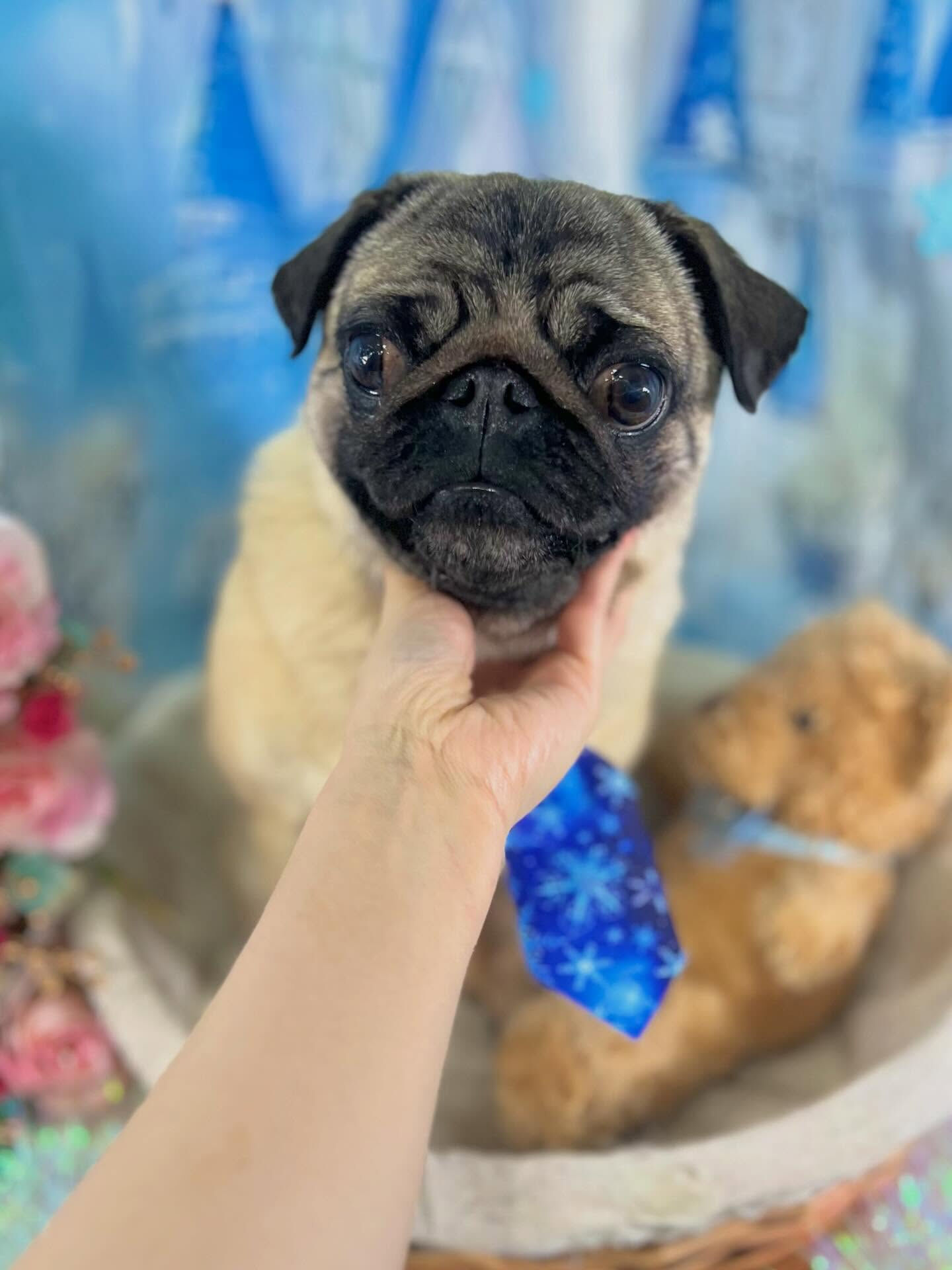 来店いただいたパグトくんです🐶✨