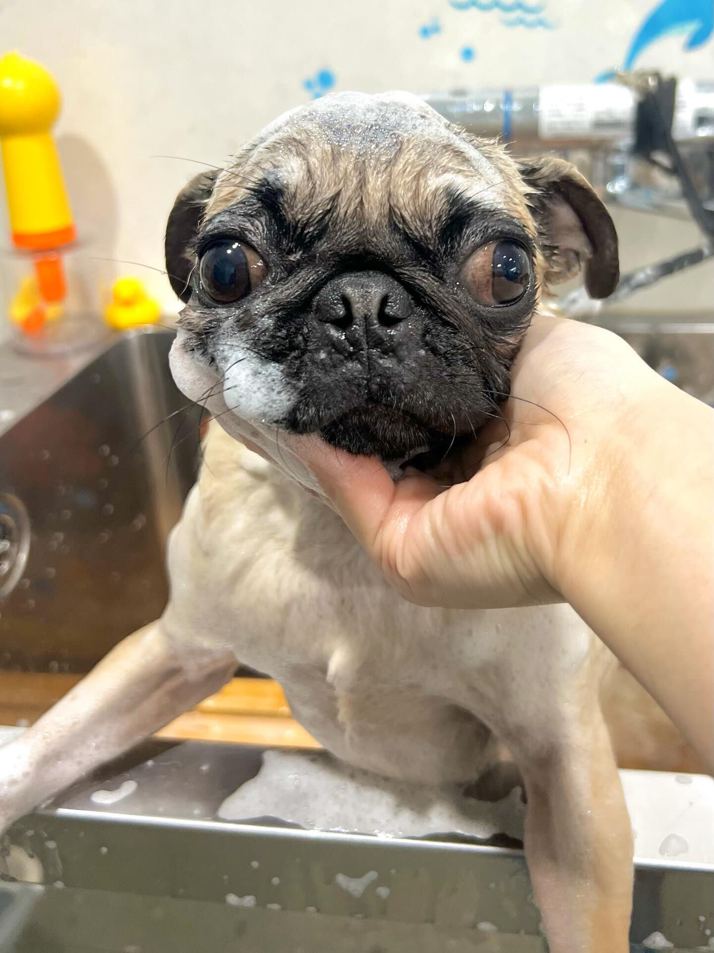 来店いただいたもずくちゃんです🐶✨