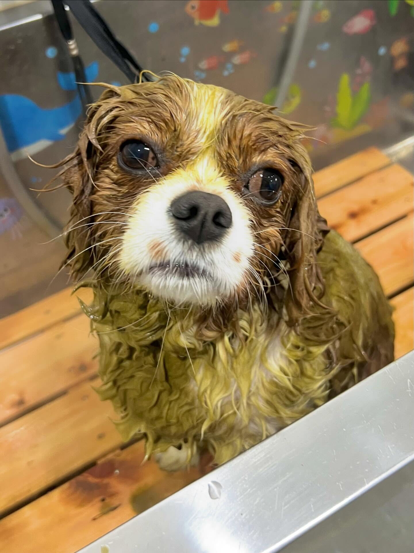 来店いただいたおもちちゃんです🐶✨