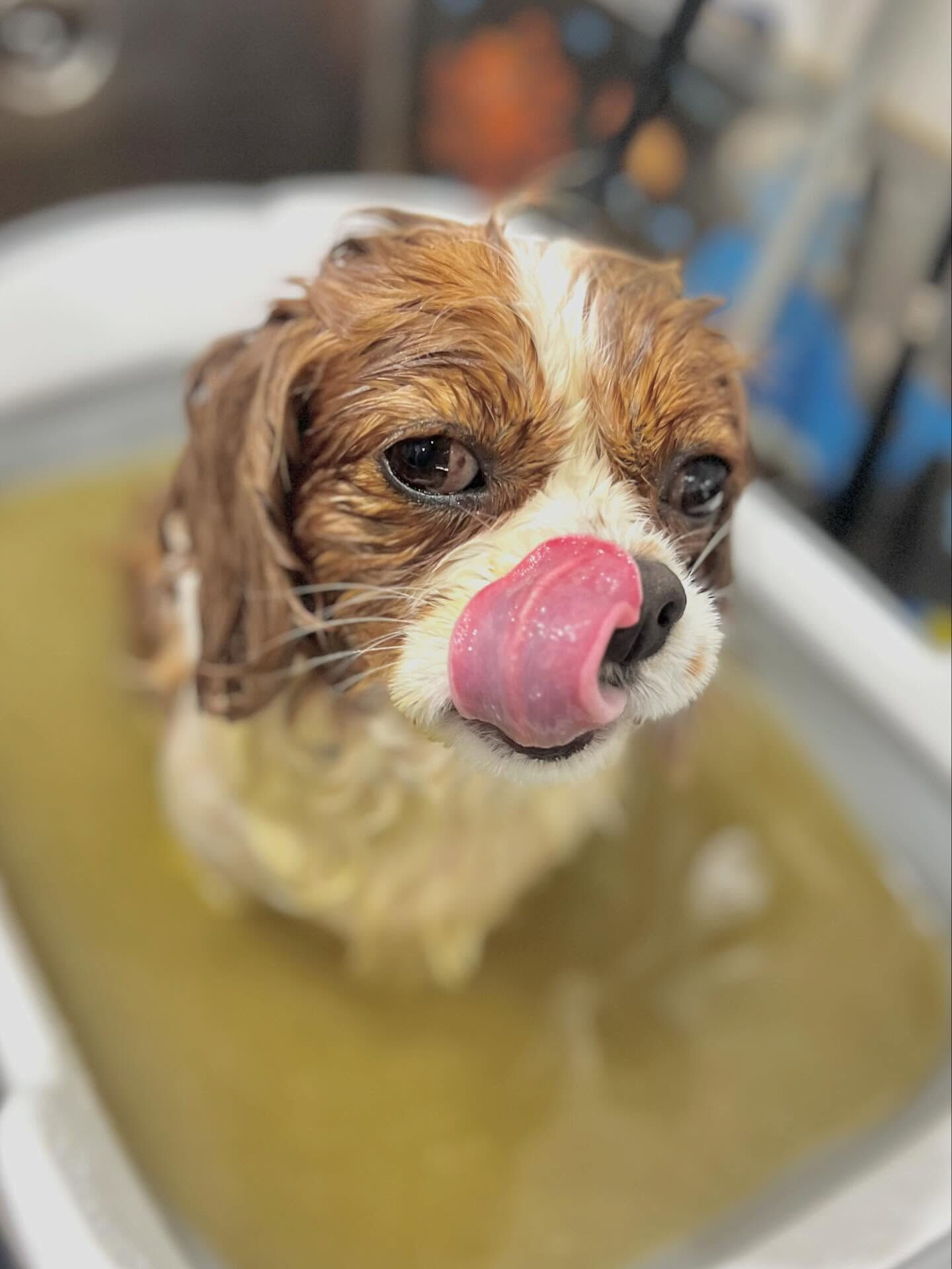 来店いただいたおもちちゃんです🐶✨