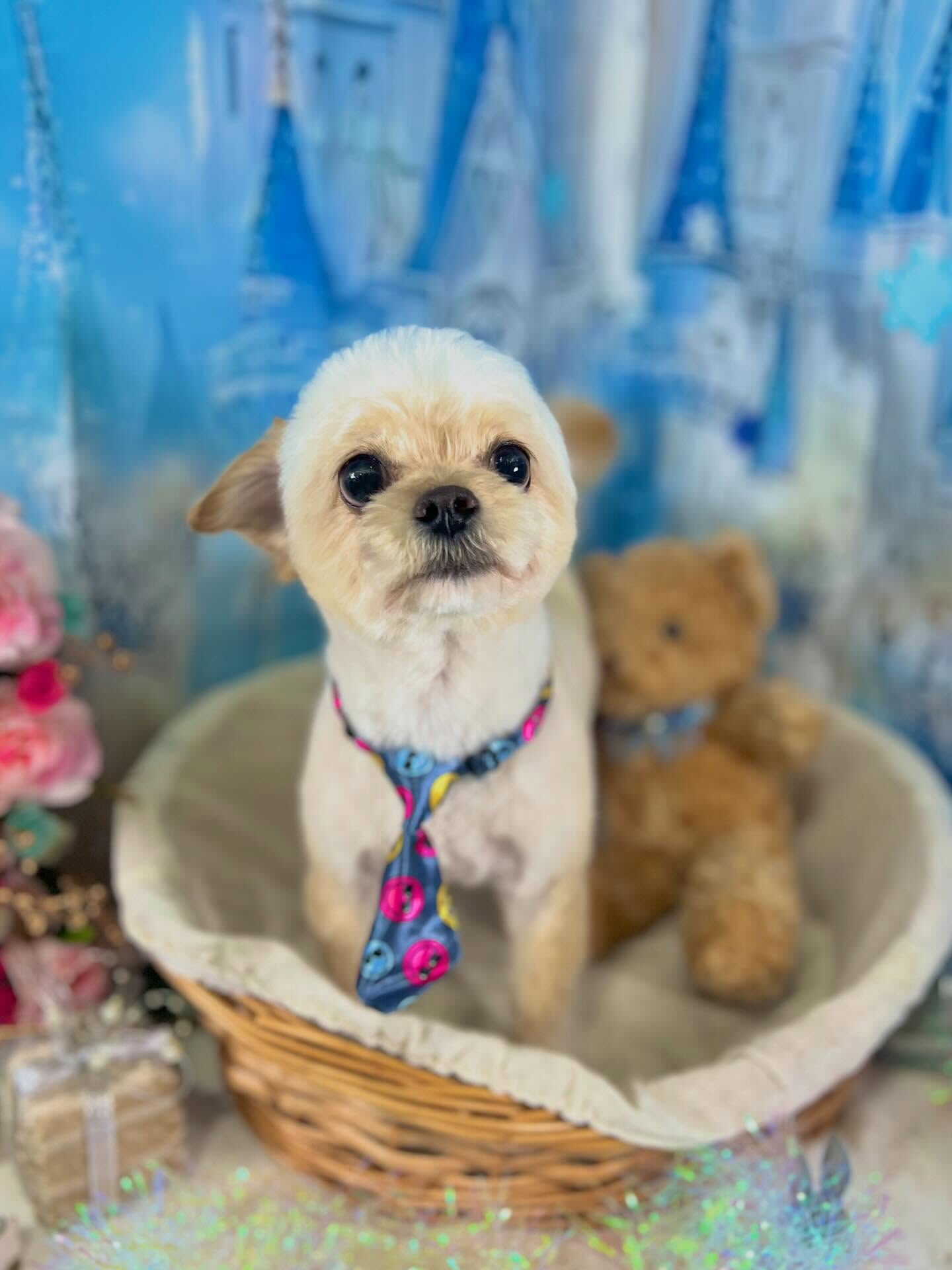 来店いただいたまるくんです🐶✨
