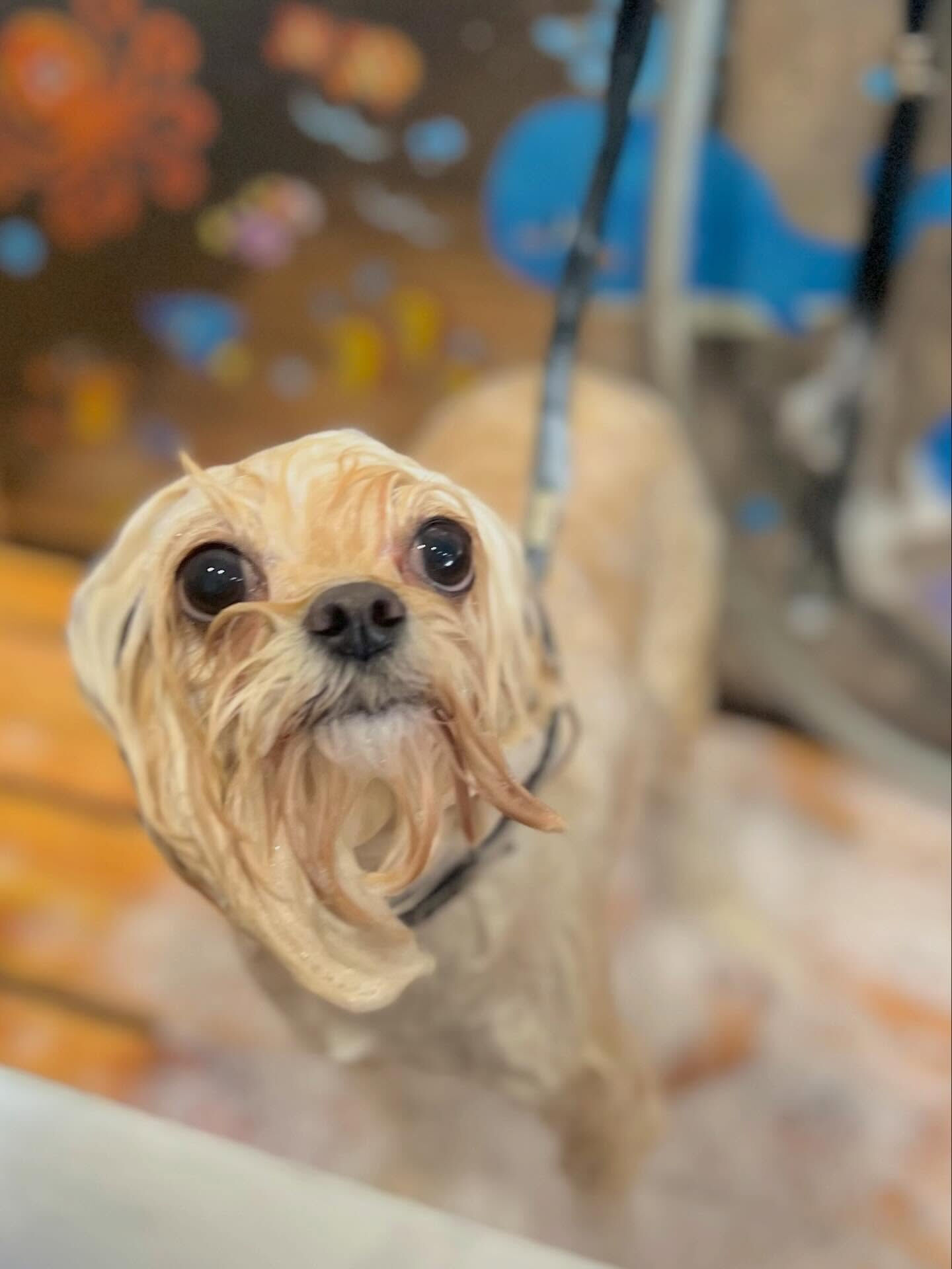 来店いただいたまるくんです🐶✨