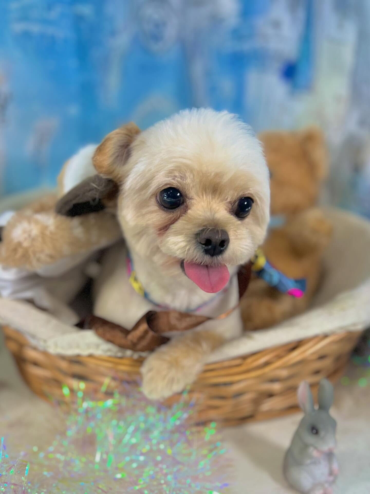 来店いただいたまるくんです🐶✨