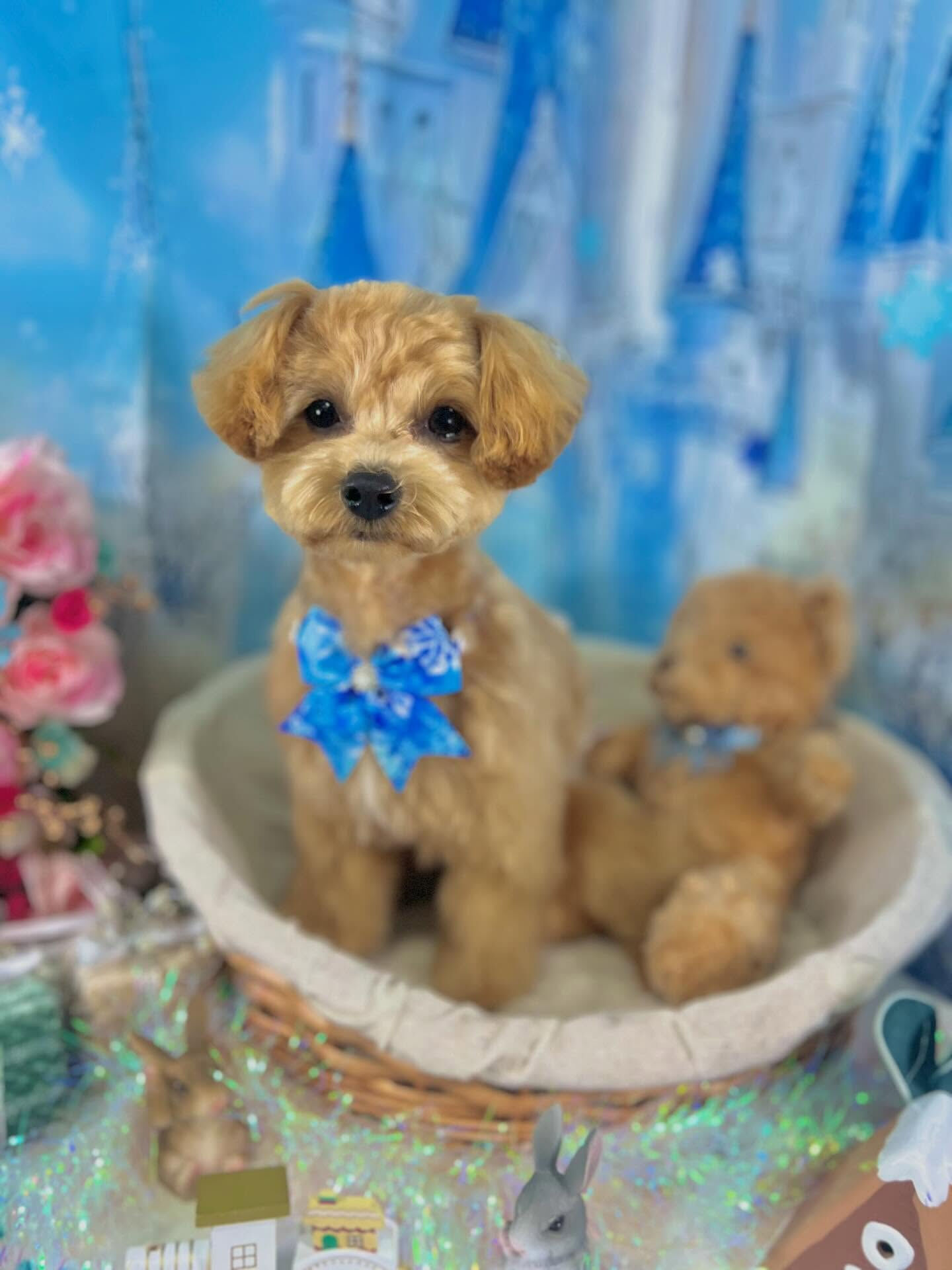 来店いただいたロアくんです🐶✨