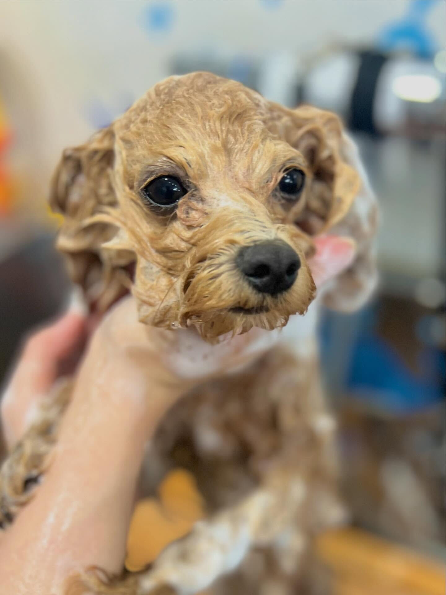 来店いただいたロアくんです🐶✨