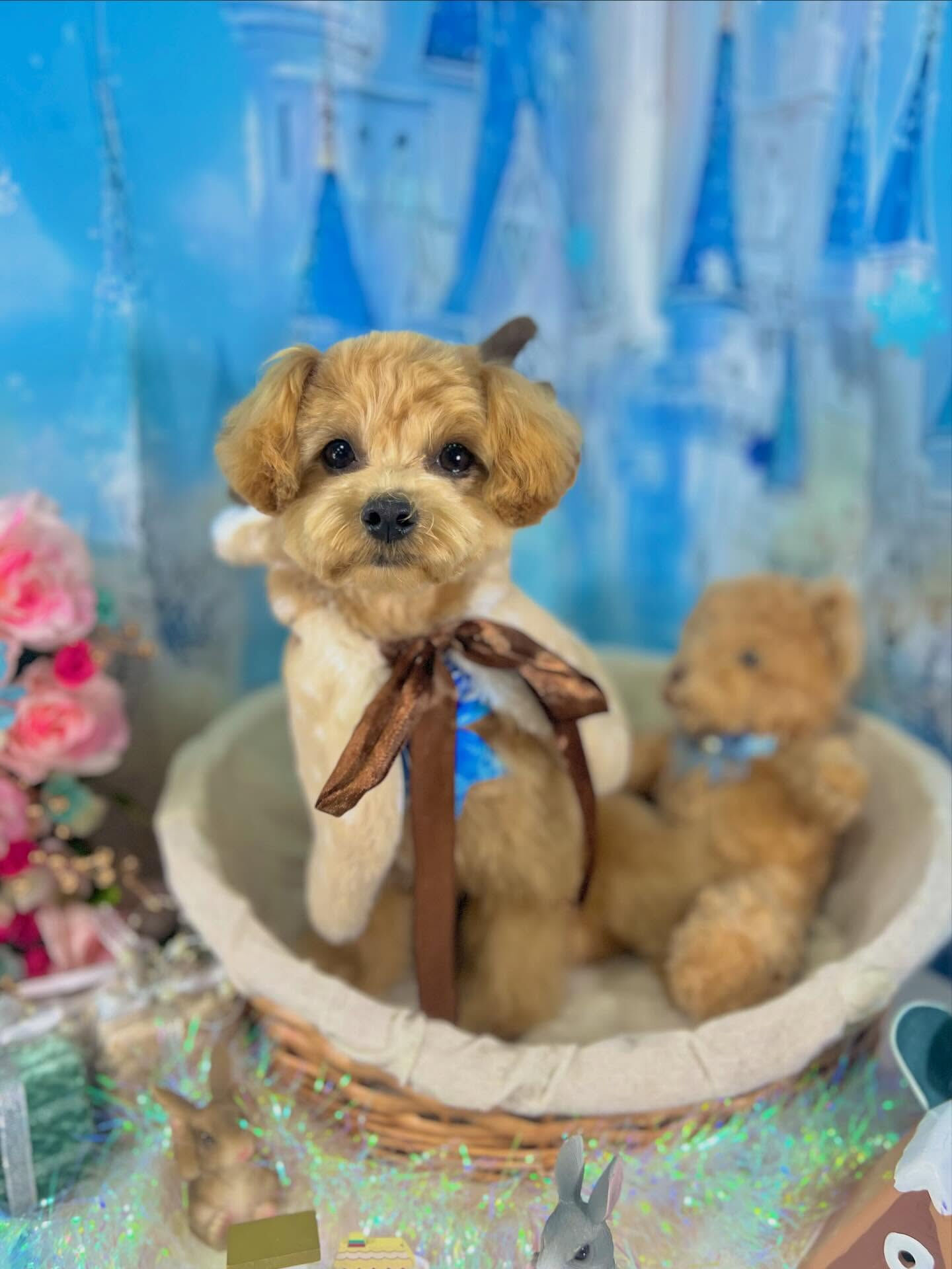 来店いただいたロアくんです🐶✨