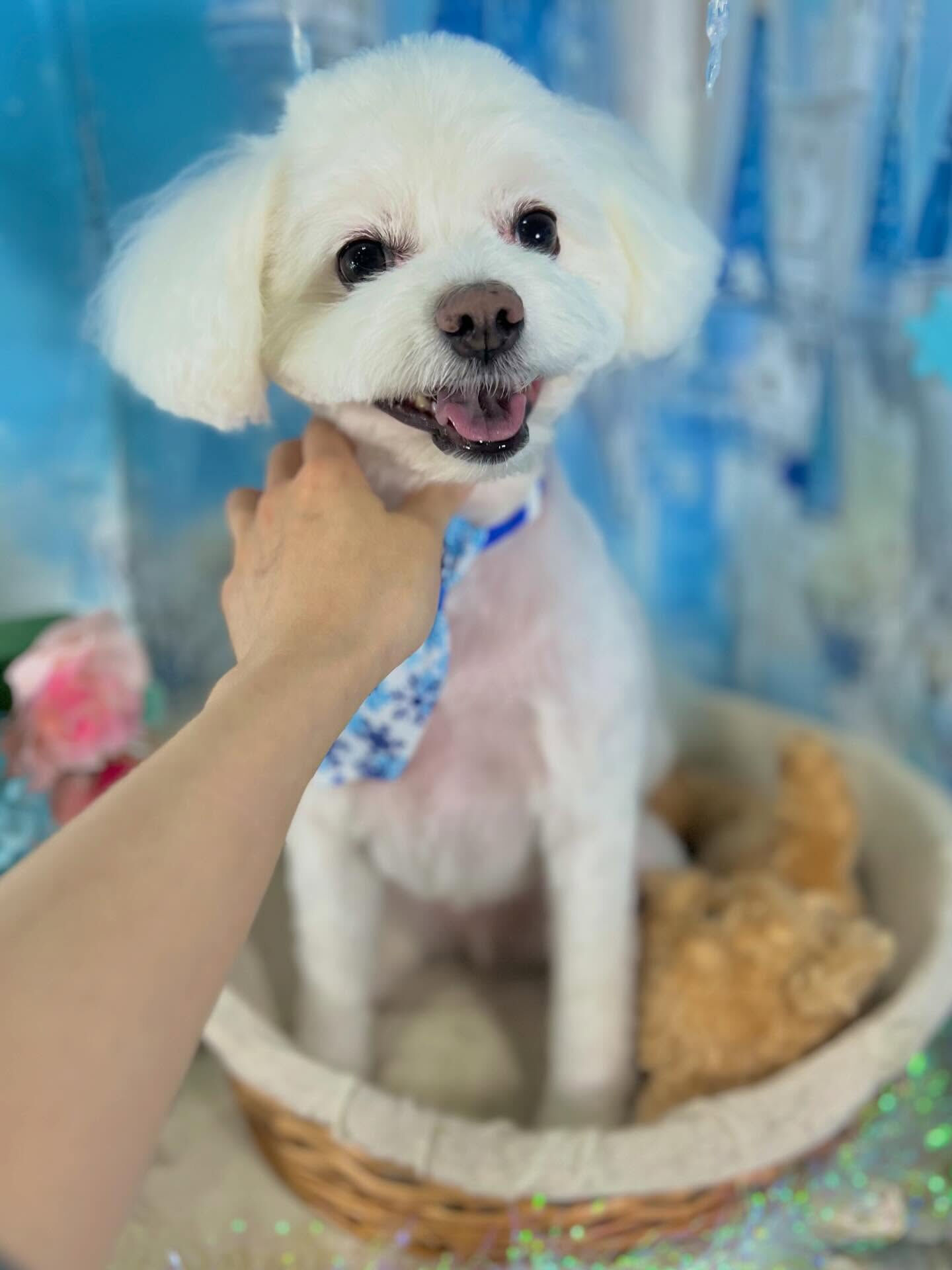来店いただいたしらすくんです🐶✨