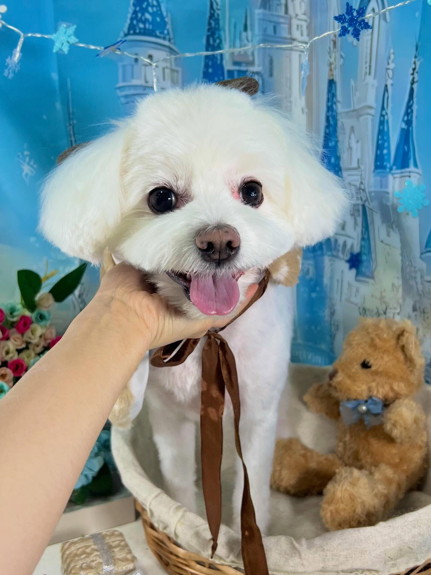 来店いただいたしらすくんです🐶✨