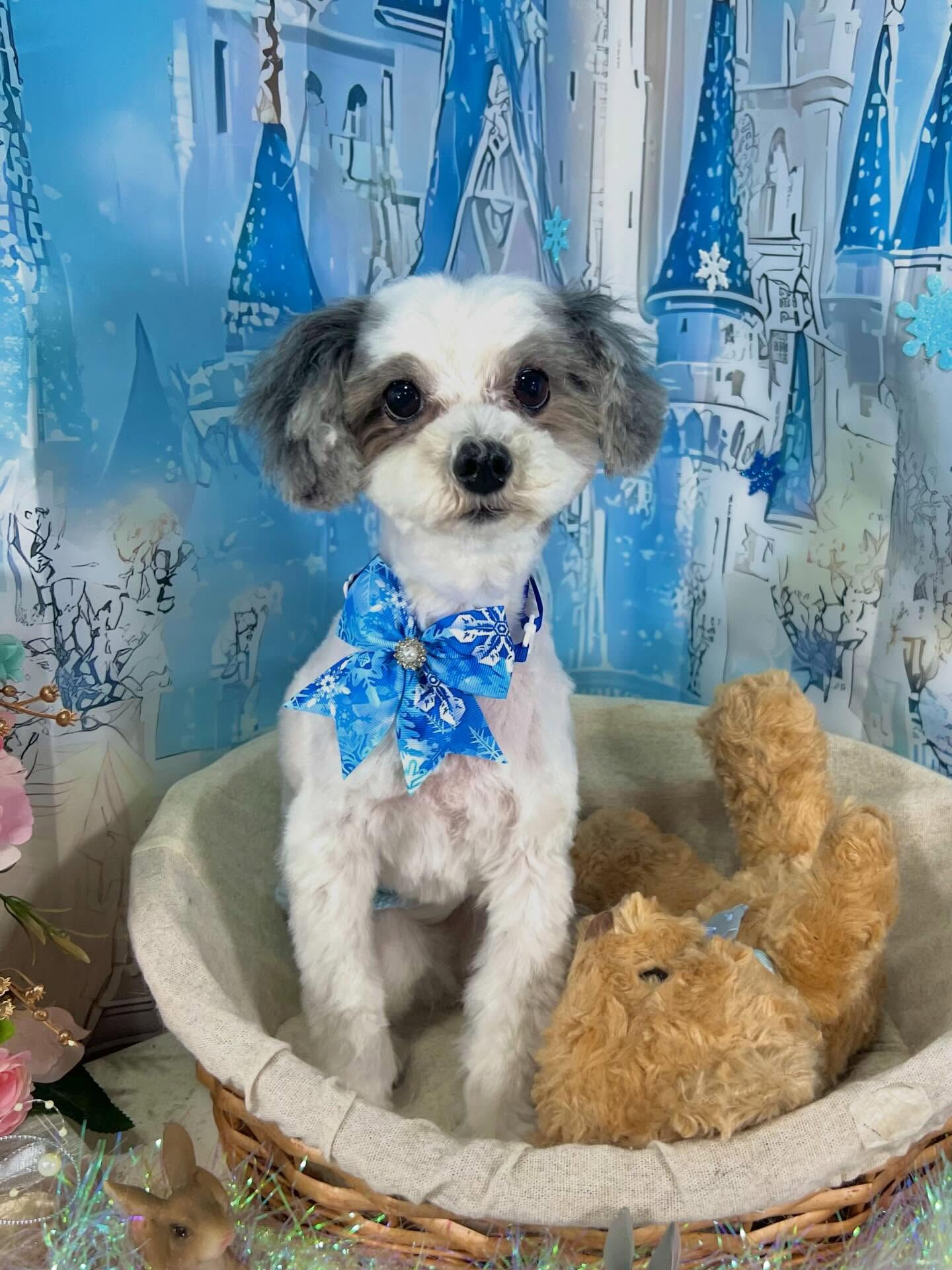 来店いただいたメルくんです🐶✨