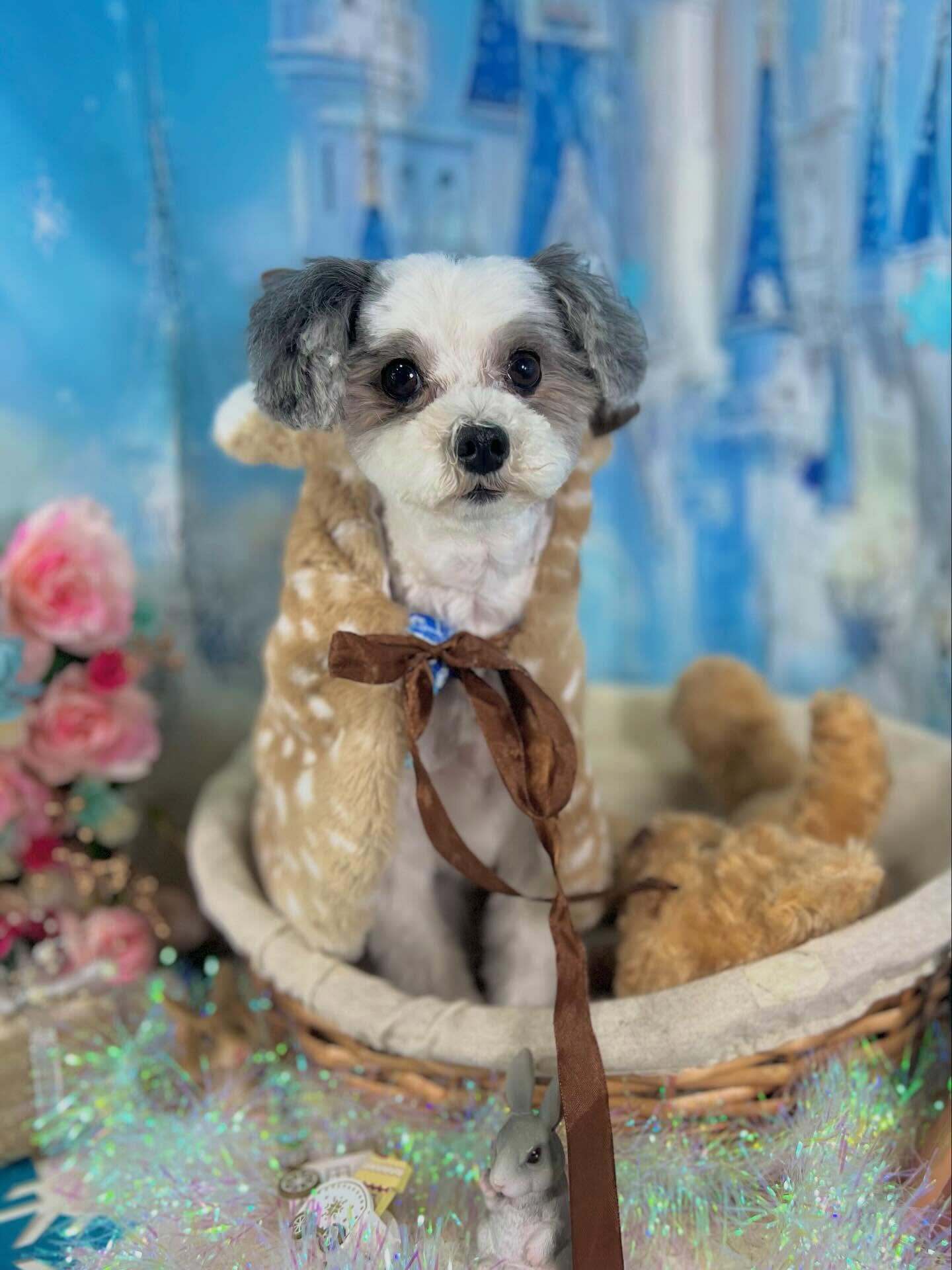 来店いただいたメルくんです🐶✨