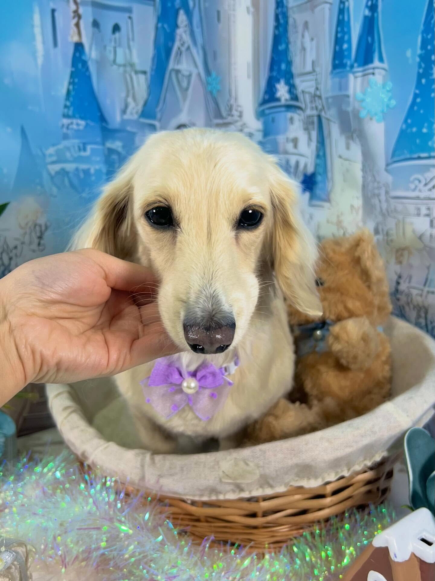 来店いただいたロンくんです🐶✨