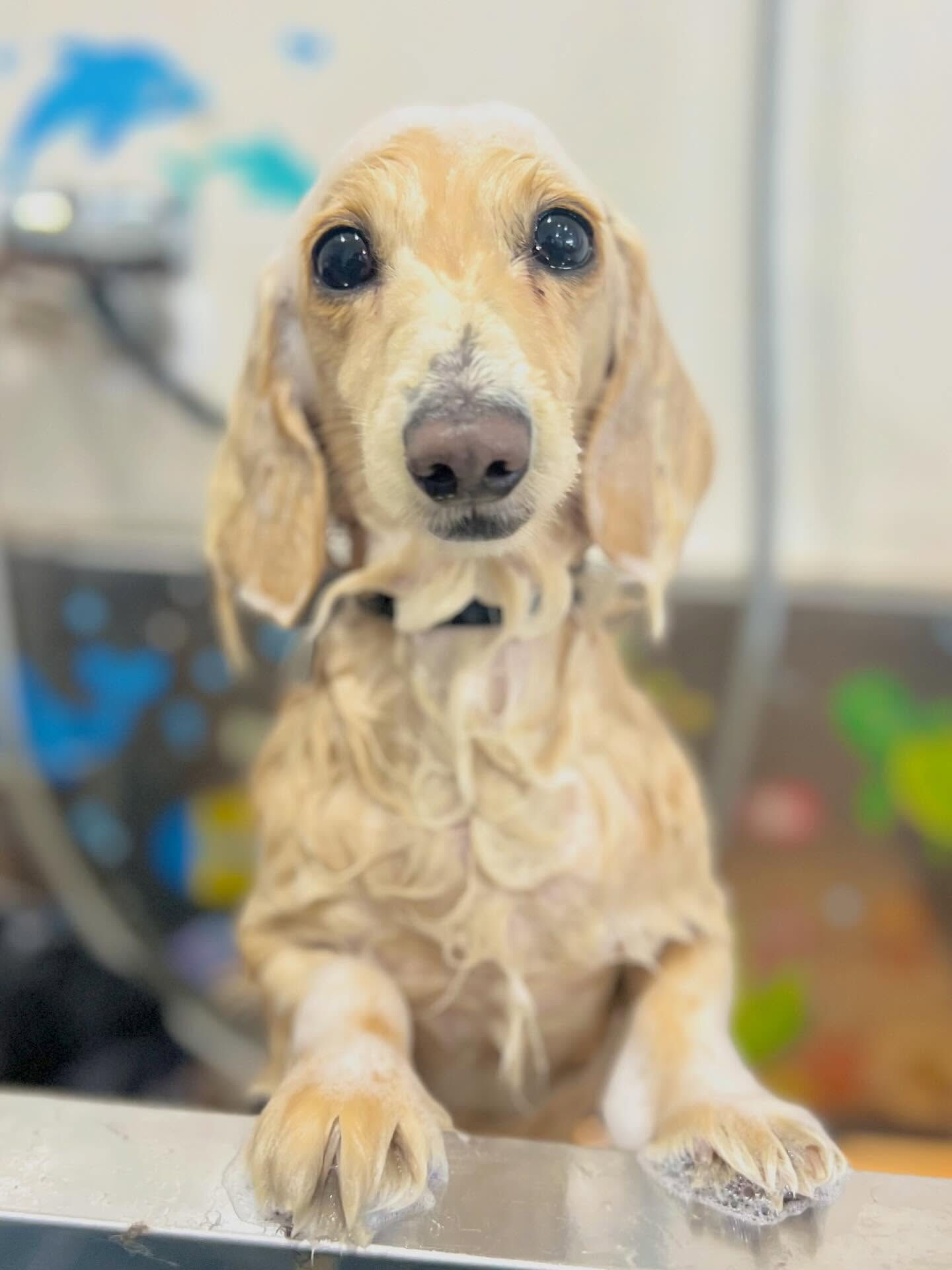 来店いただいたロンくんです🐶✨