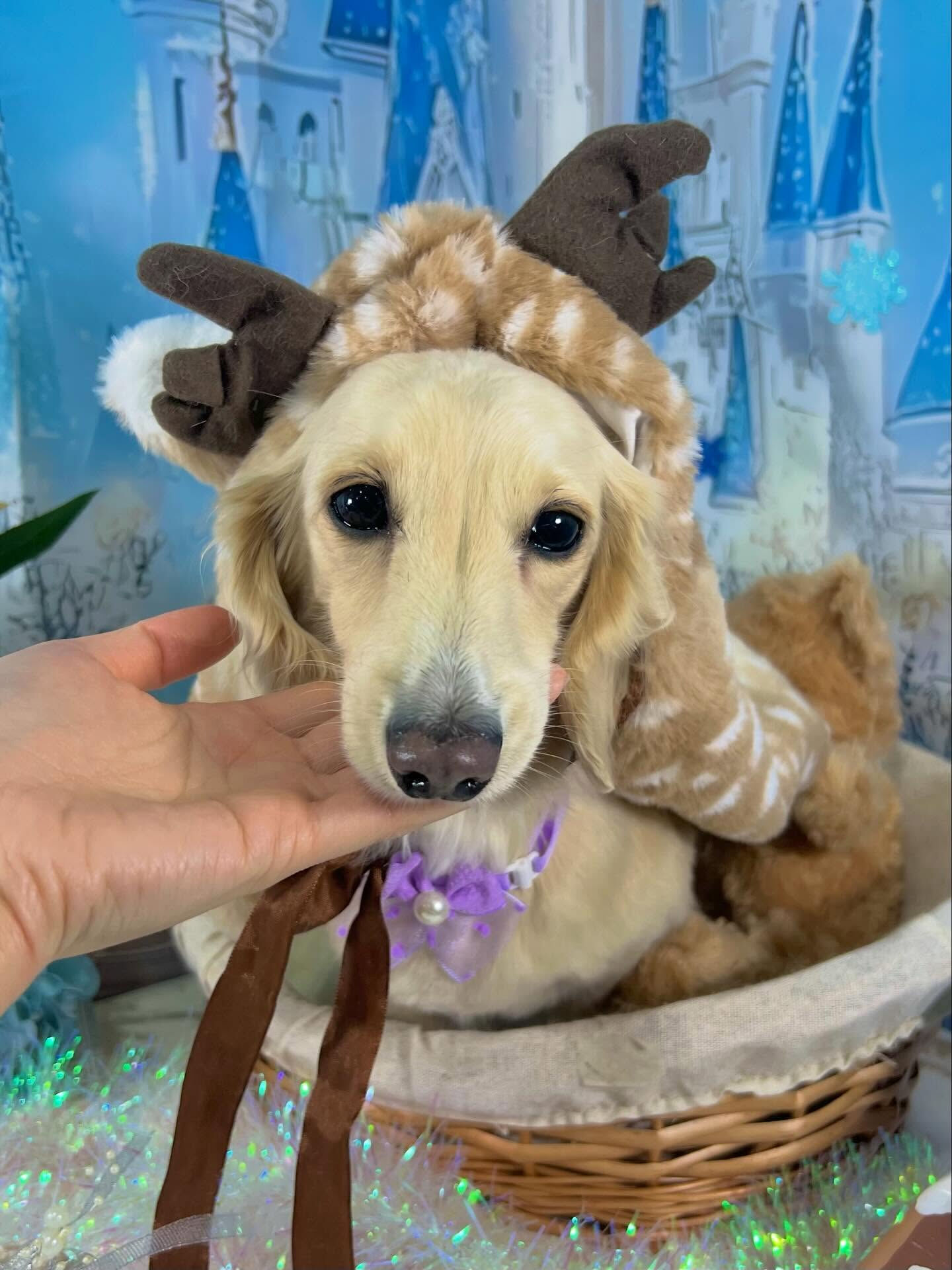来店いただいたロンくんです🐶✨