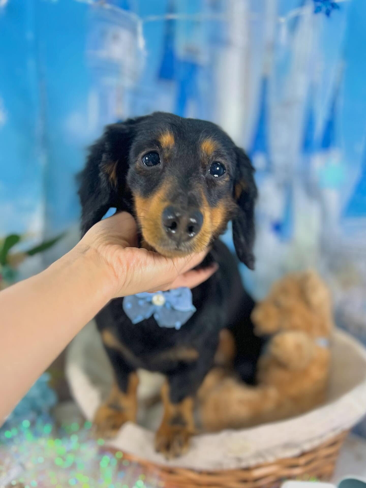 来店いただいたハルくんです🐶✨
