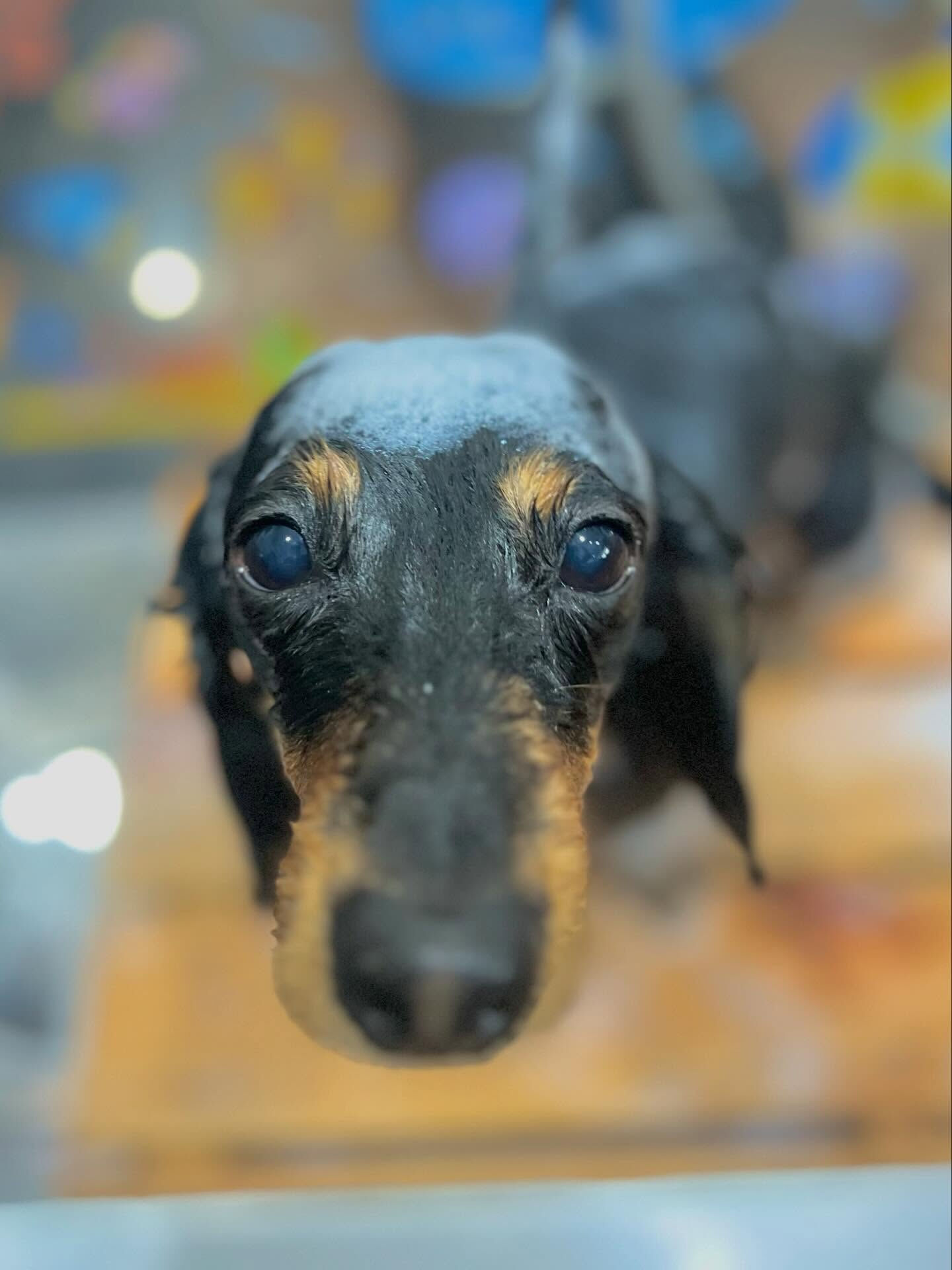 来店いただいたハルくんです🐶✨