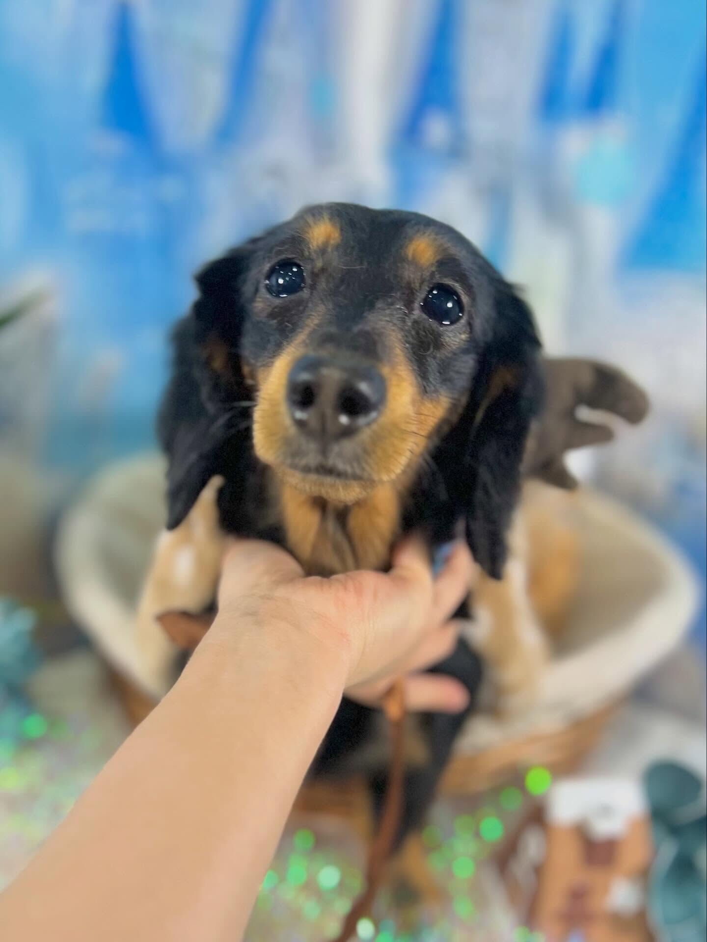 来店いただいたハルくんです🐶✨