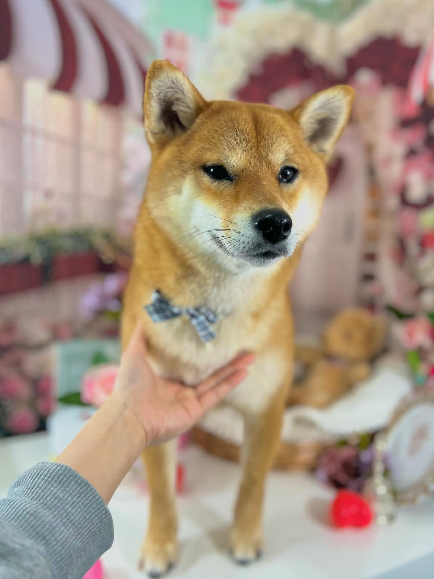 来店いただいた彩生ちゃんです🐶✨