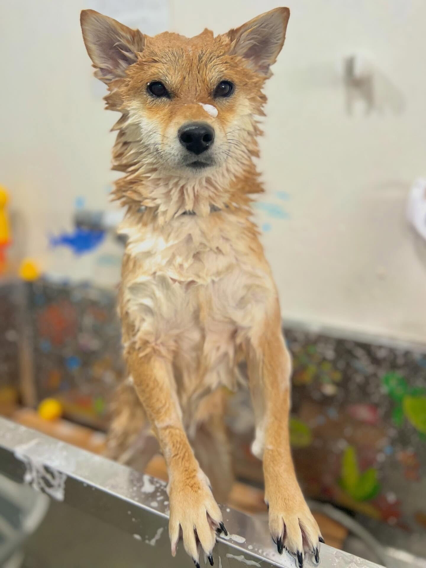 来店いただいた彩生ちゃんです🐶✨