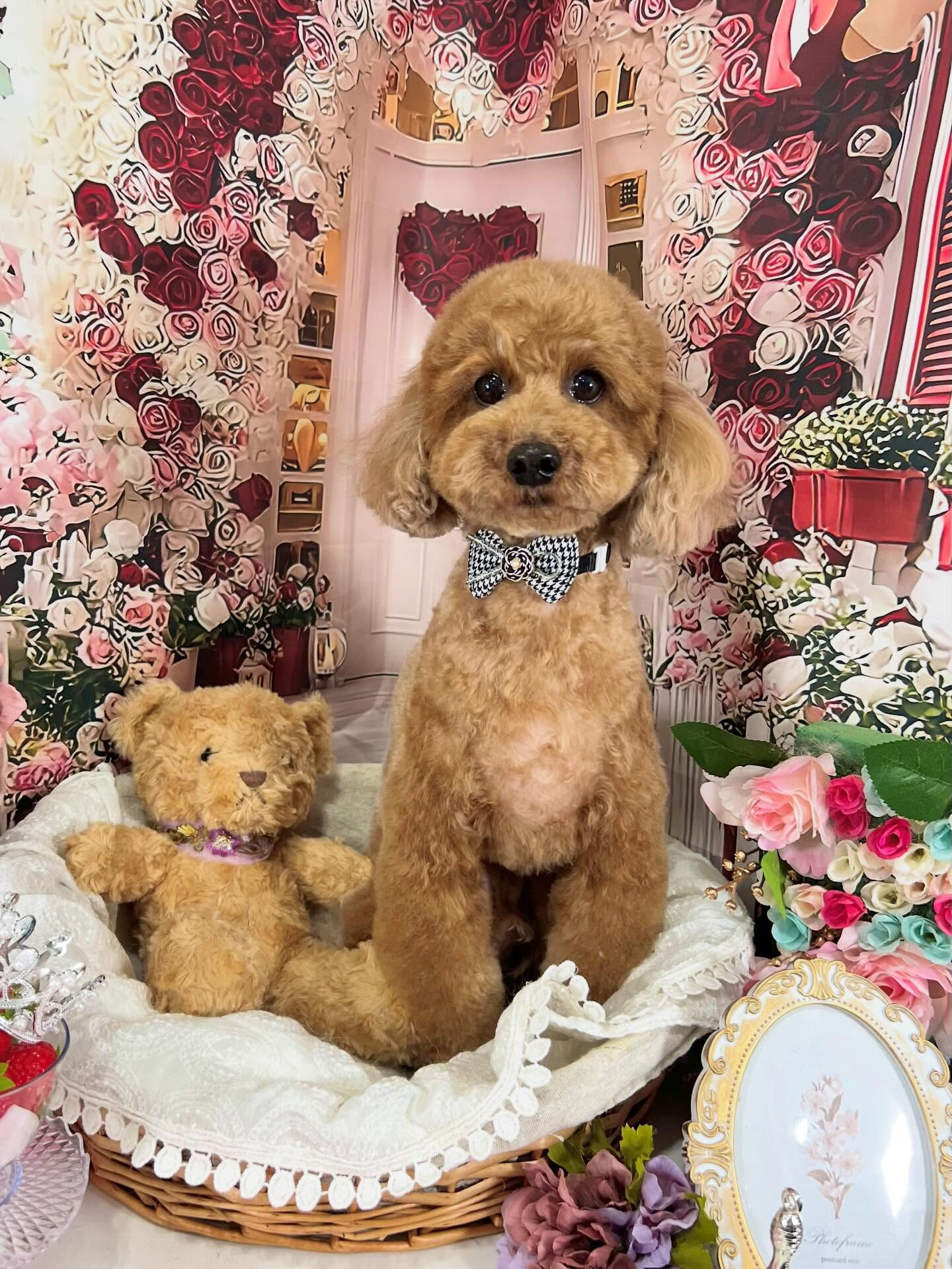 来店いただいたモコくんです🐶✨