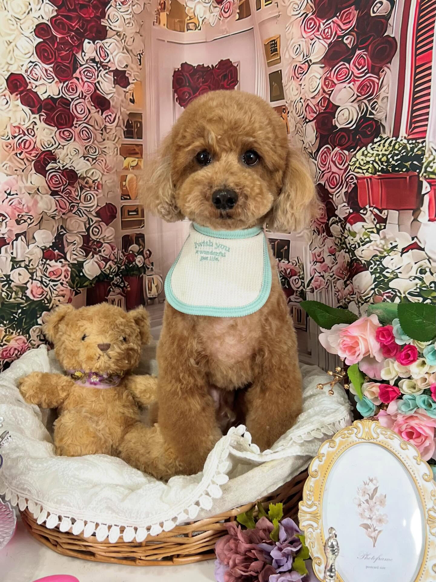 来店いただいたモコくんです🐶✨