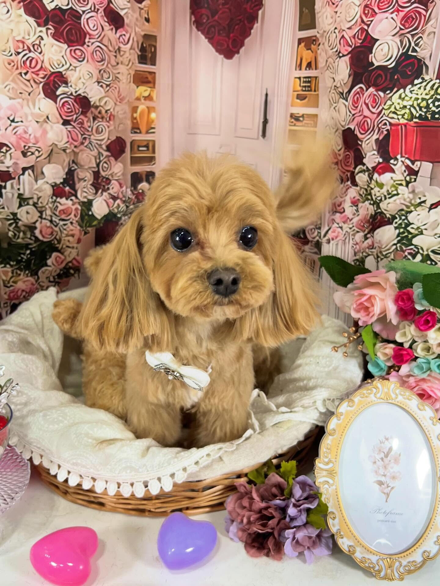 来店いただいたベリーくんです🐶✨