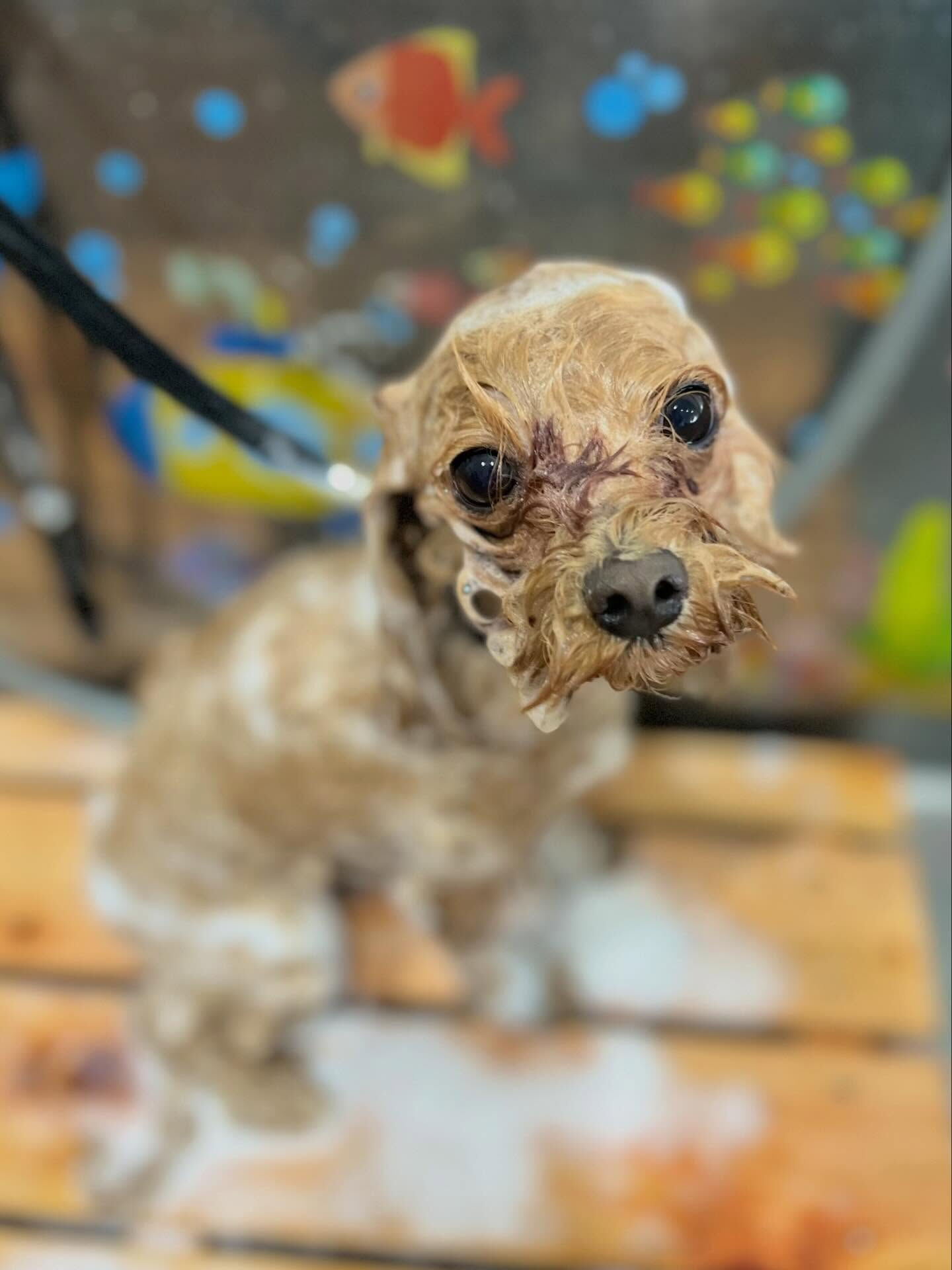来店いただいたベリーくんです🐶✨