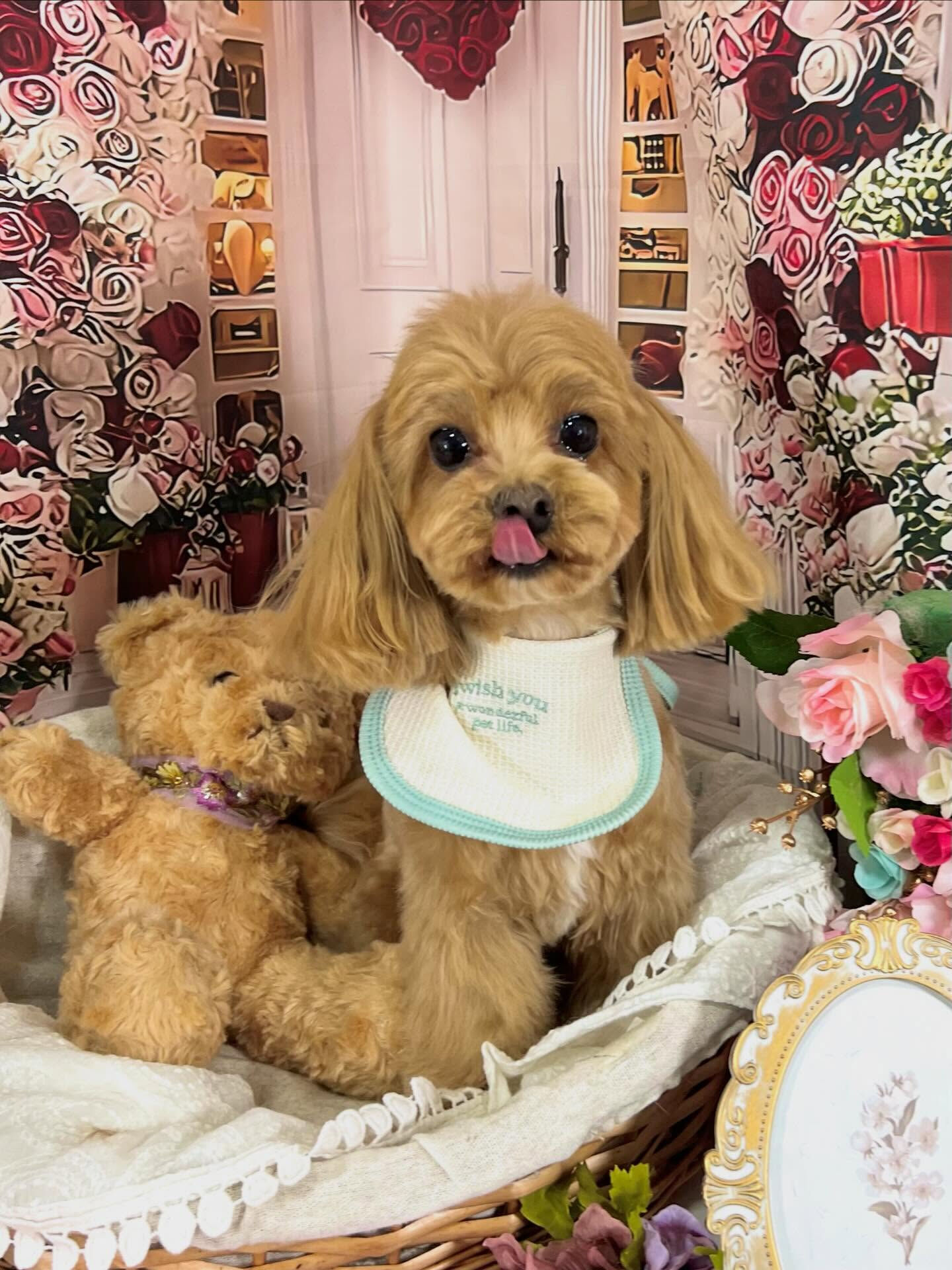 来店いただいたベリーくんです🐶✨