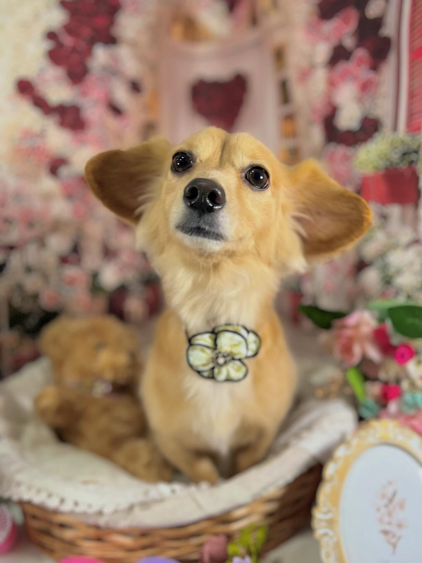 来店いただいたちくわくんです🐶✨