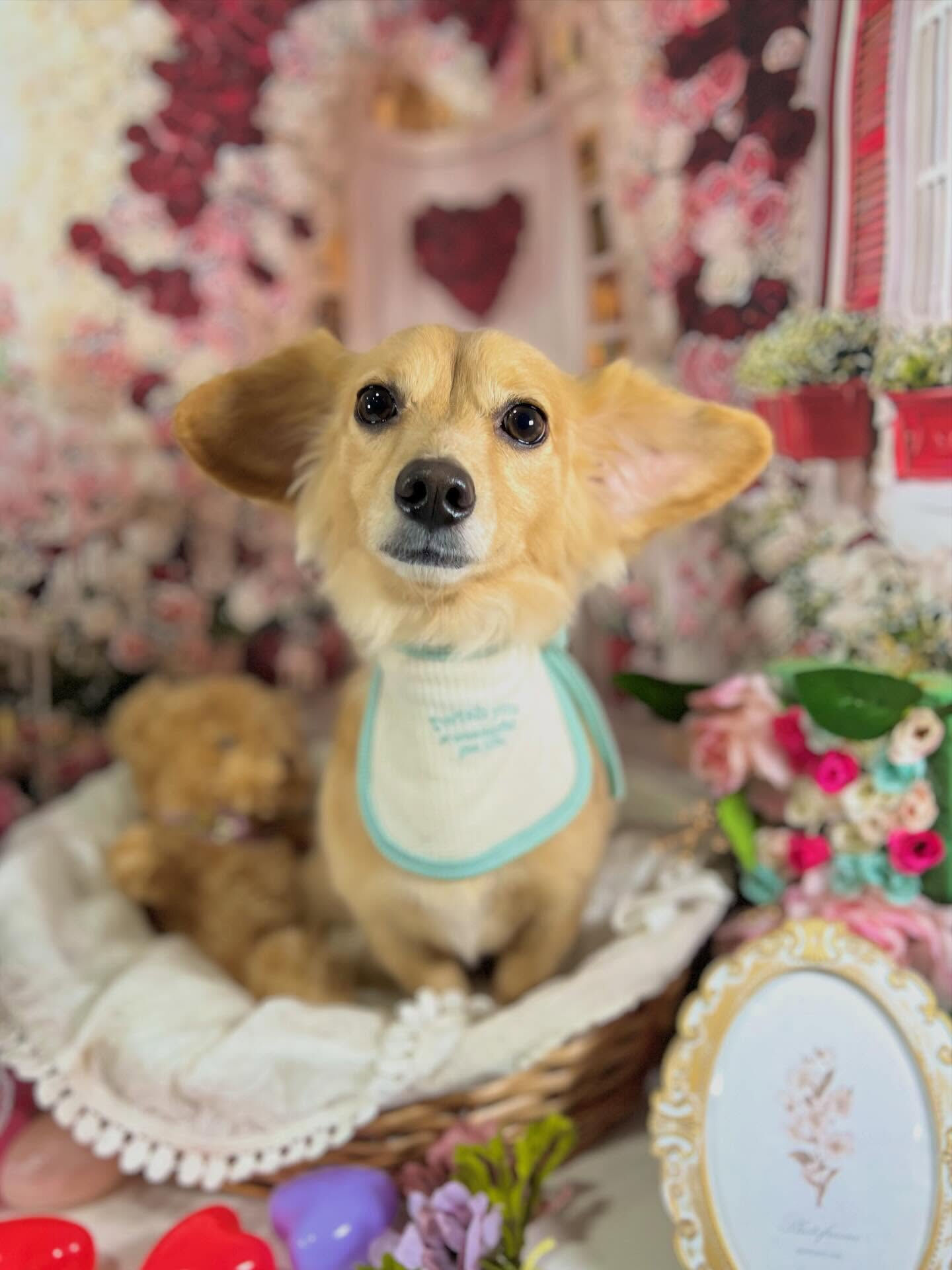 来店いただいたちくわくんです🐶✨