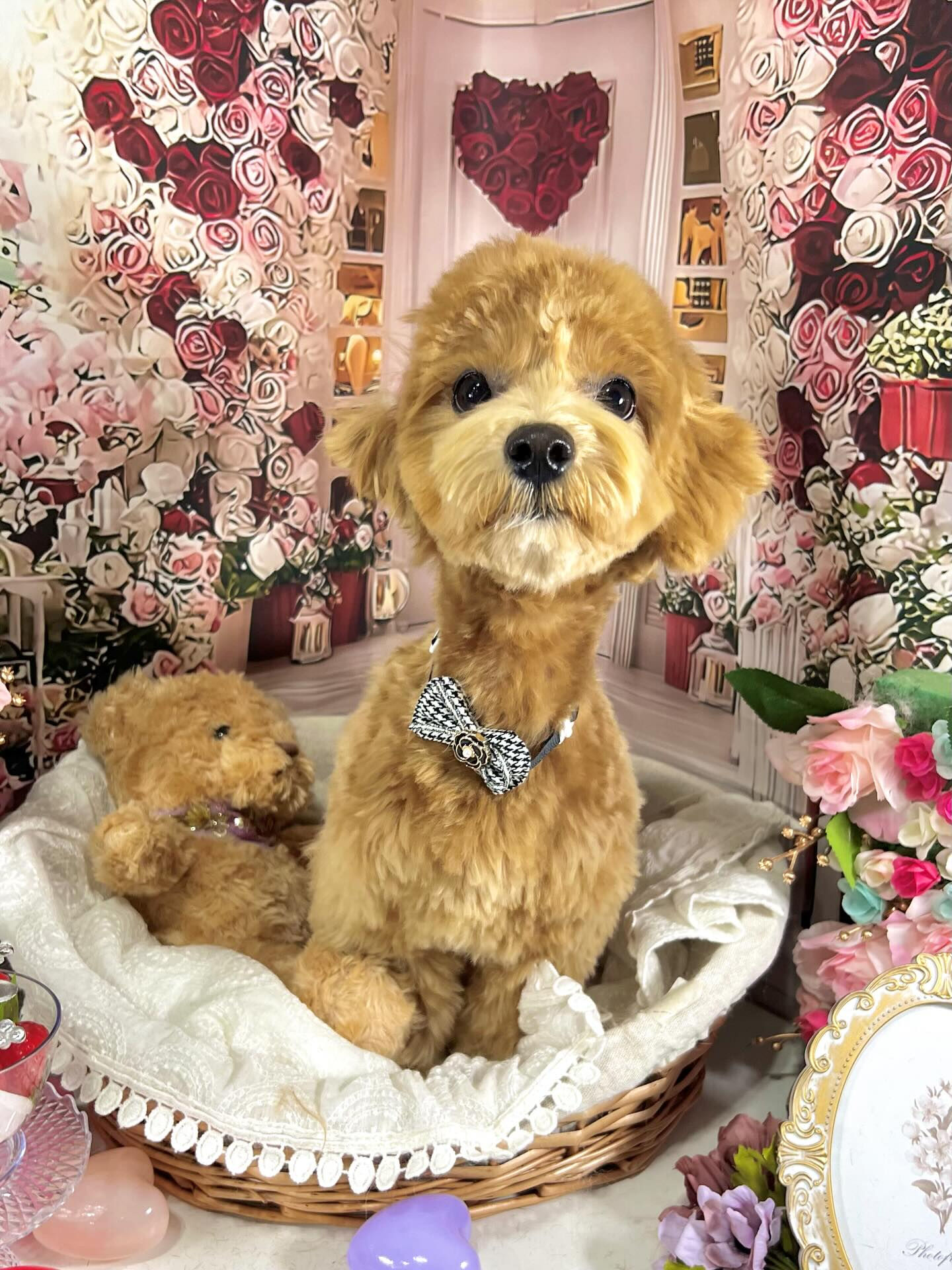 来店いただいたあくあちゃんです🐶✨