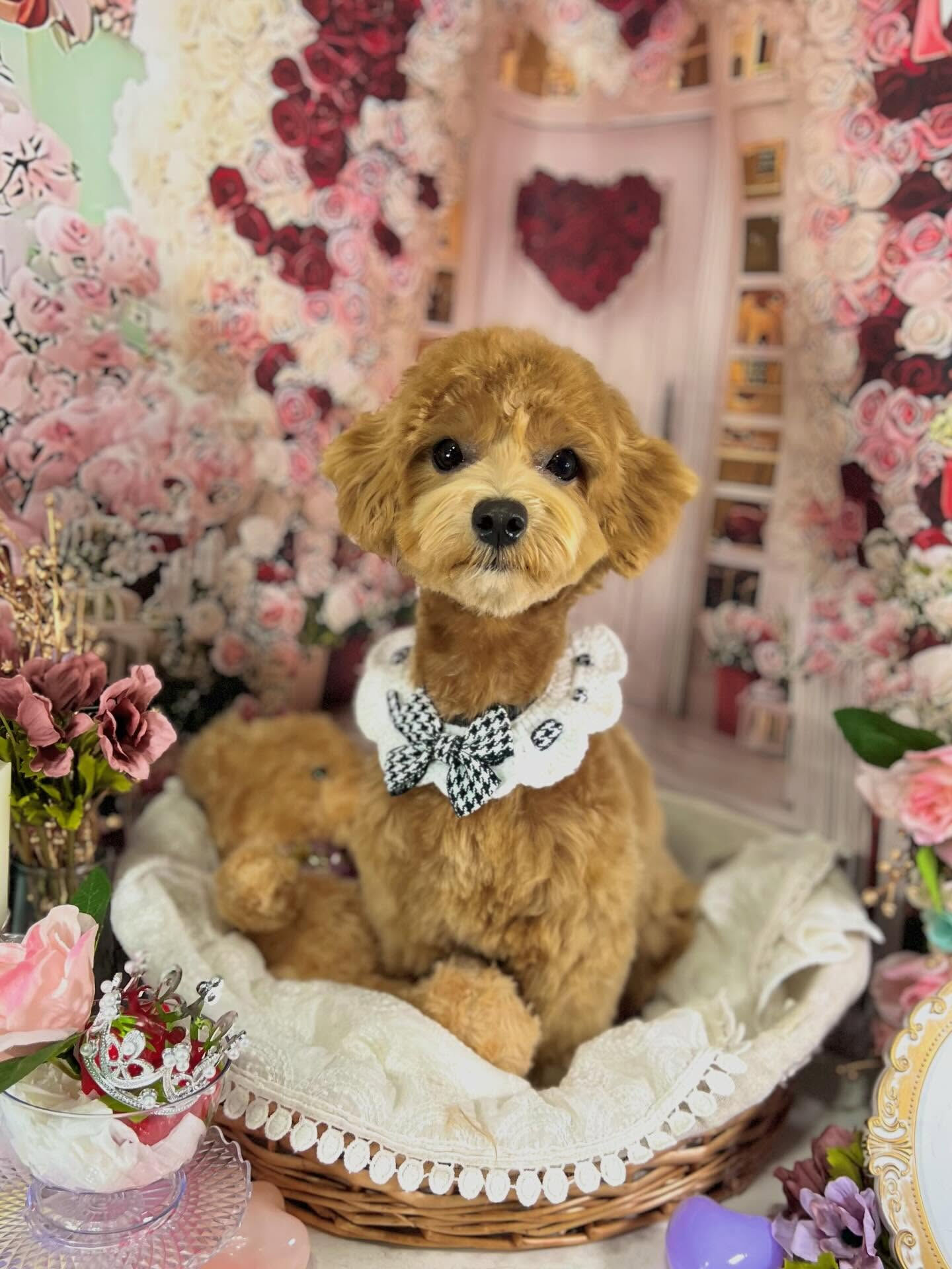 来店いただいたあくあちゃんです🐶✨