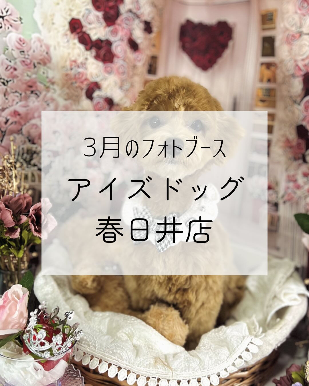 【3月｜春色ローズフォトブース】🌸💐❤️