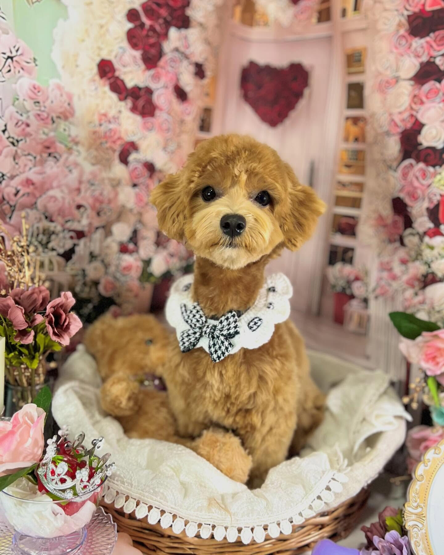 【3月｜春色ローズフォトブース】🌸💐❤️