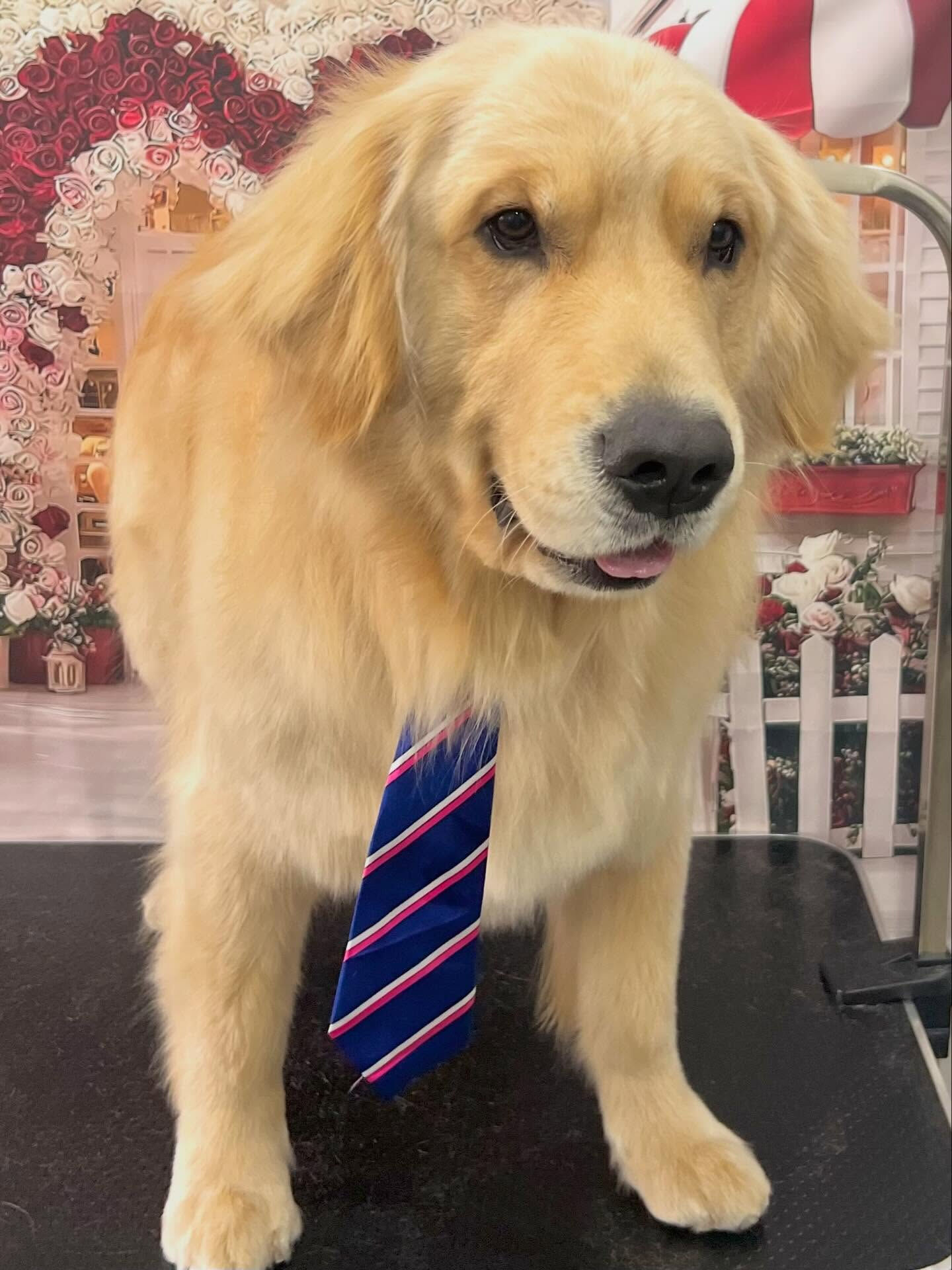 来店いただいたQ太くんです🐶✨
