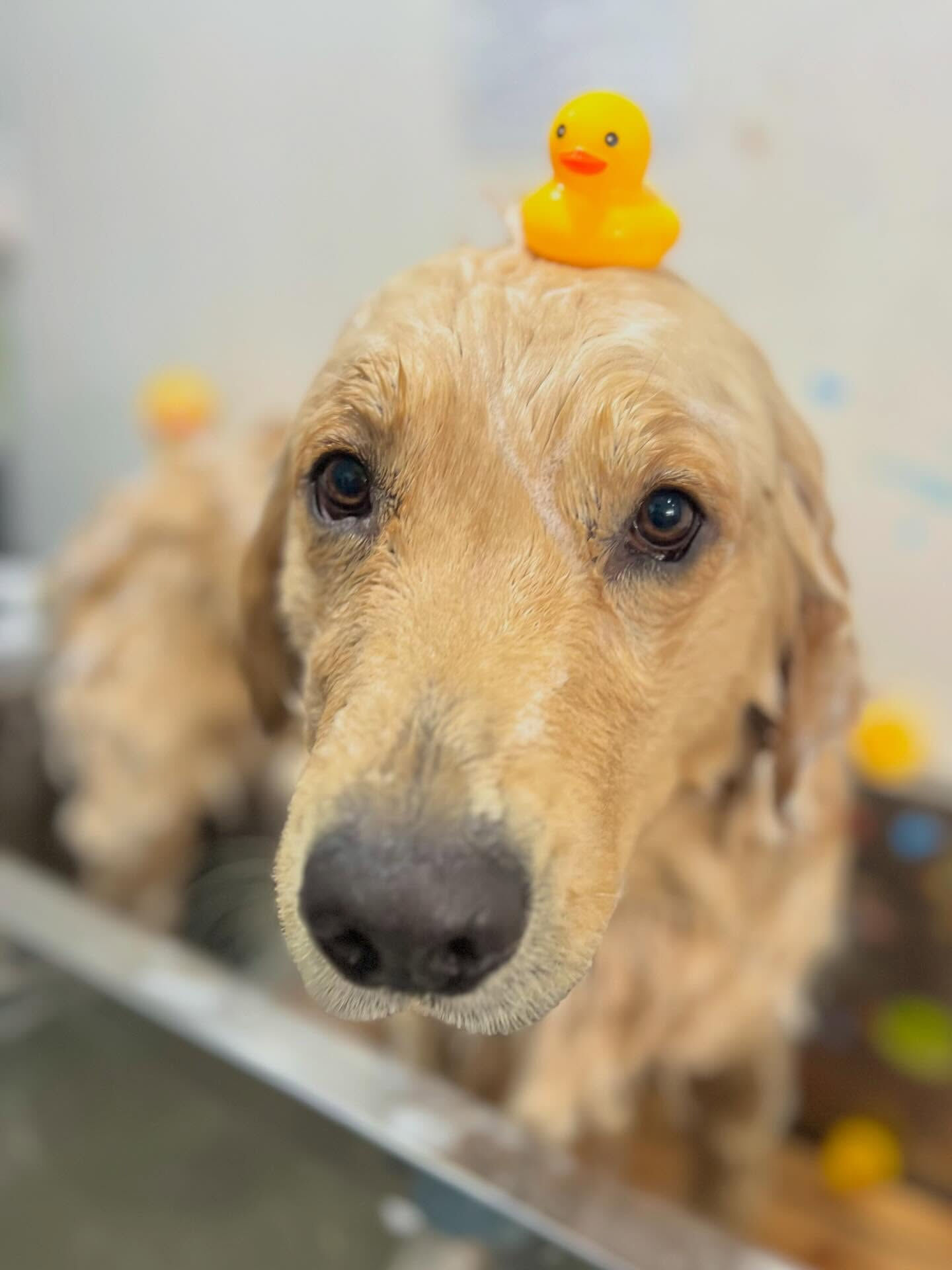 来店いただいたQ太くんです🐶✨