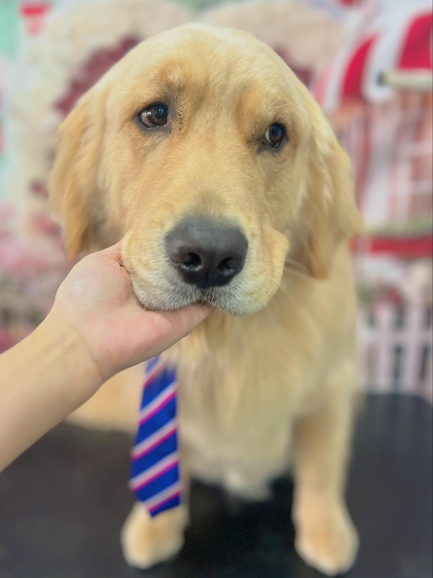 来店いただいたQ太くんです🐶✨