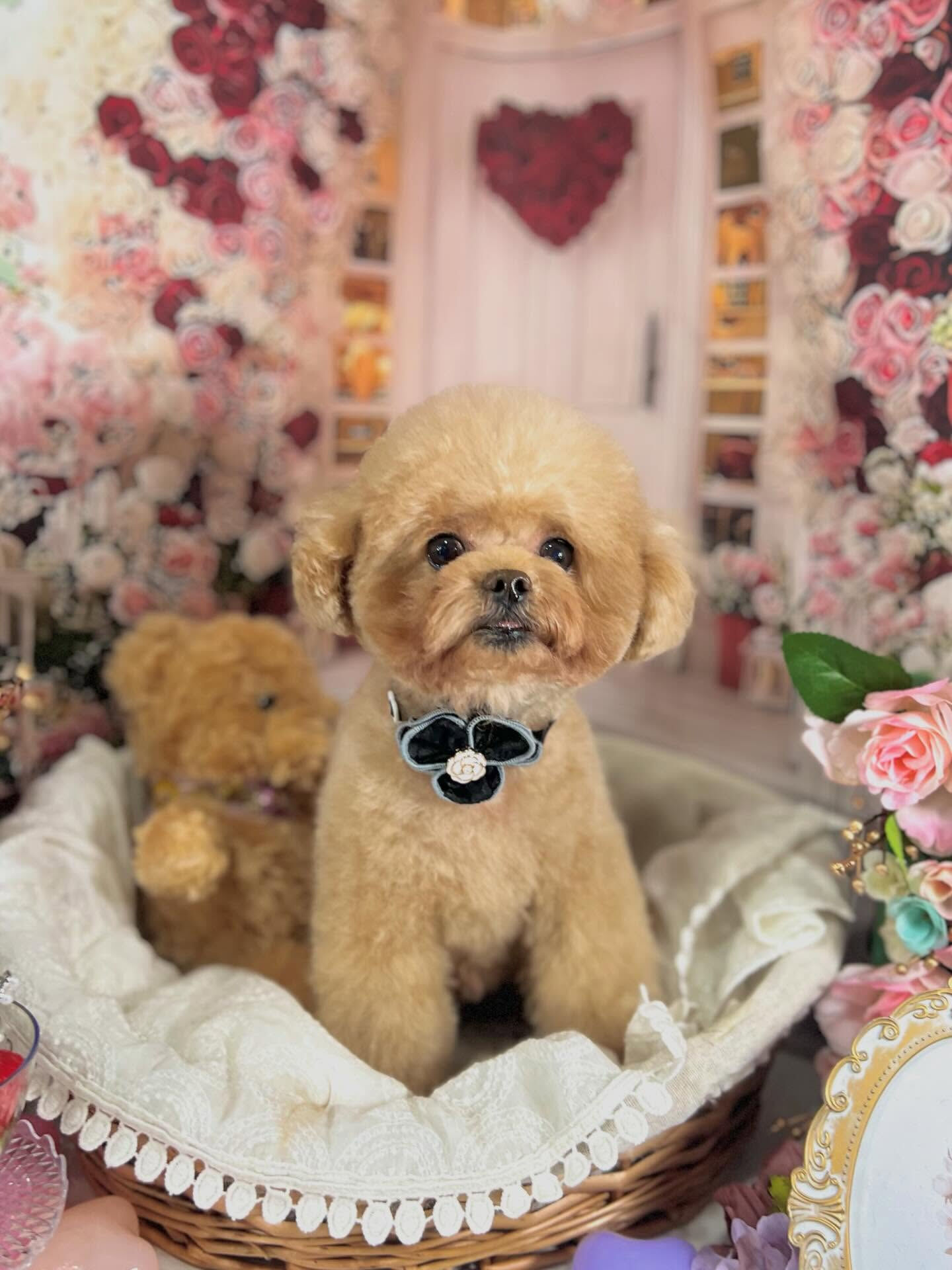 来店いただいたララくんです🐶✨