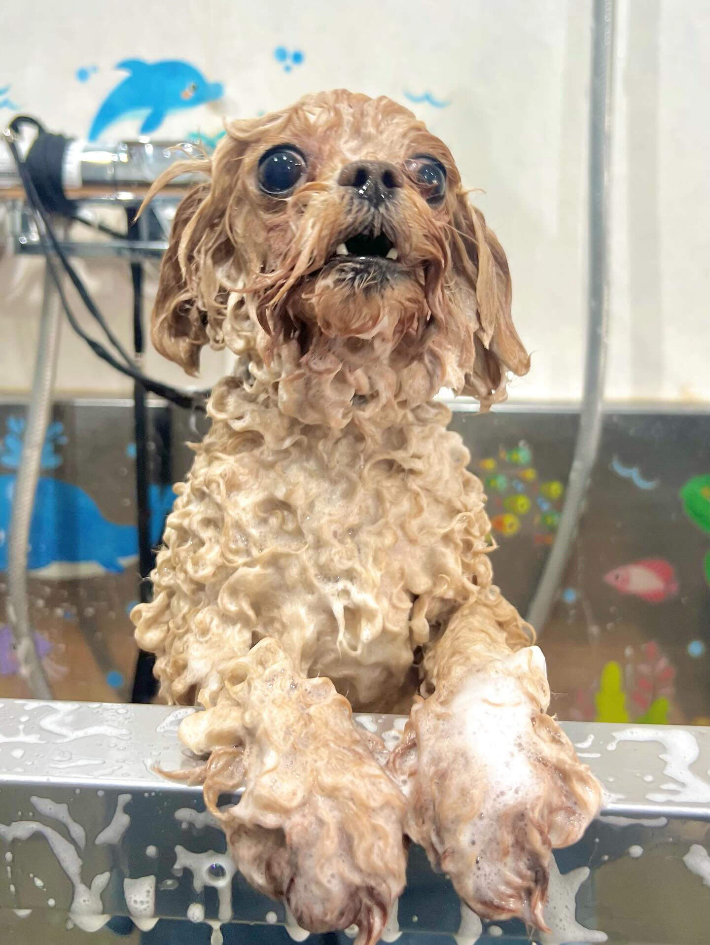 来店いただいたララくんです🐶✨