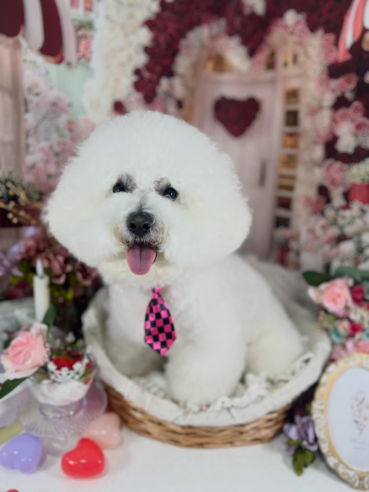 来店いただいたアムロくんです🐶✨