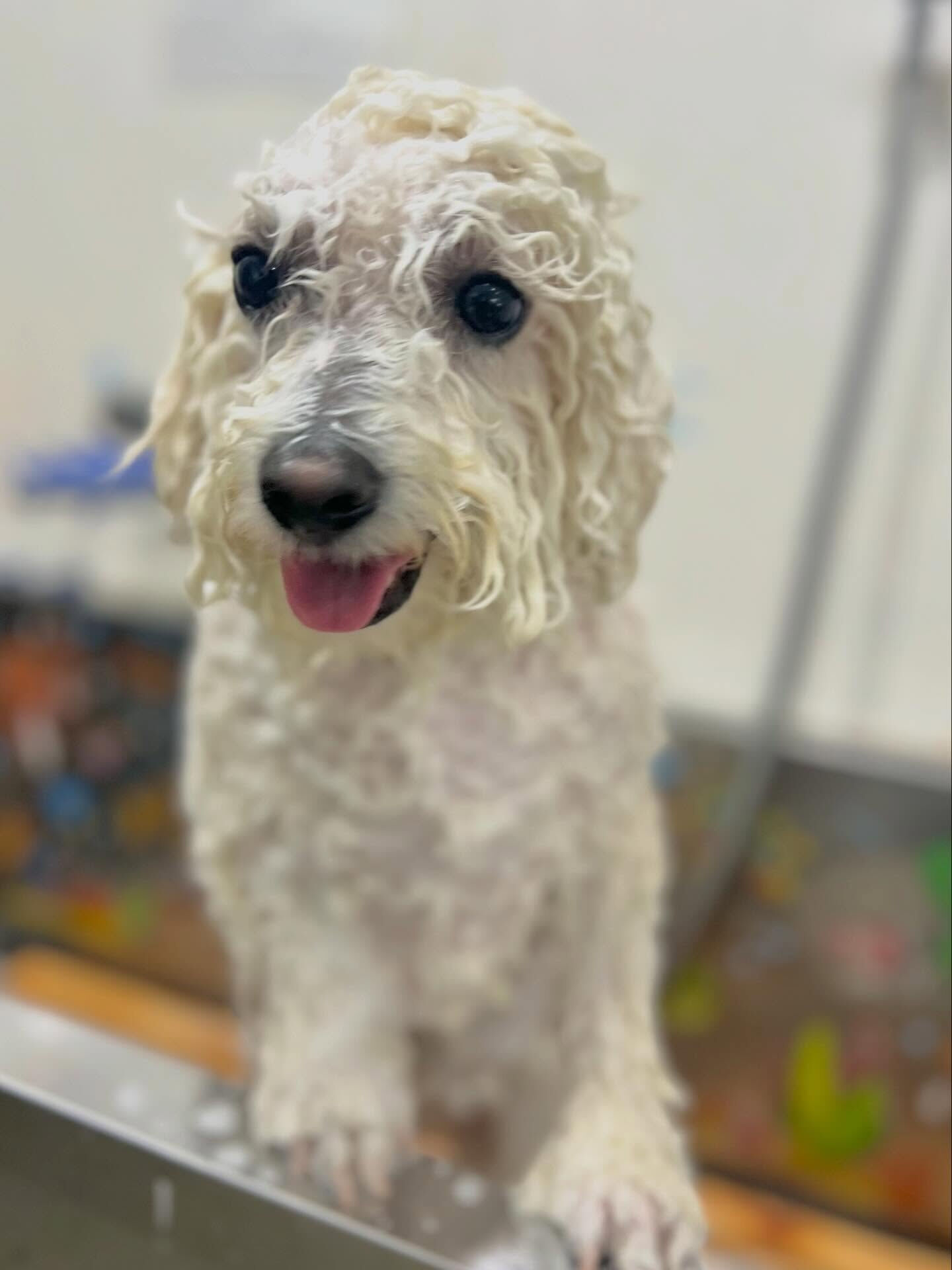 来店いただいたアムロくんです🐶✨