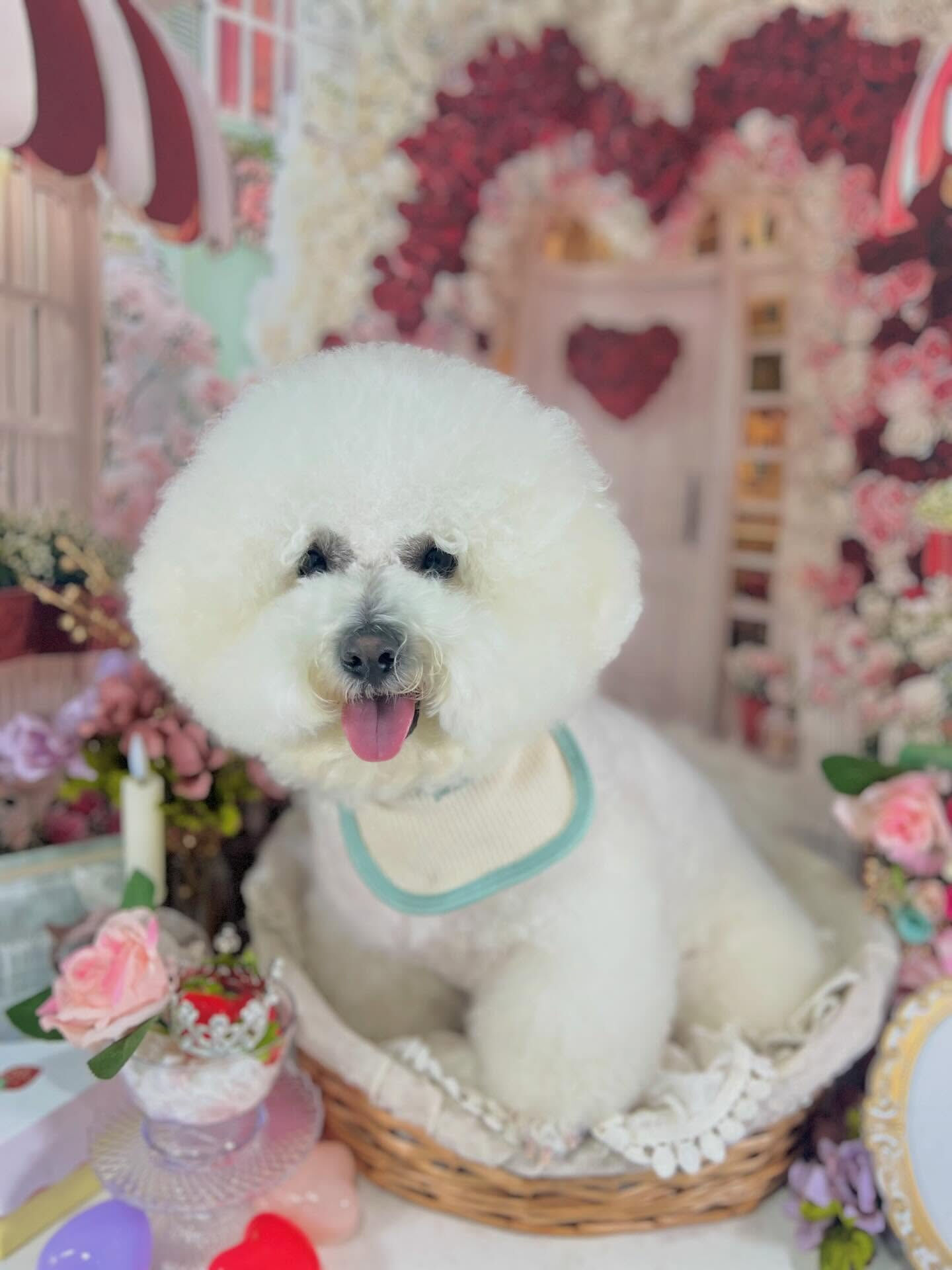 来店いただいたアムロくんです🐶✨