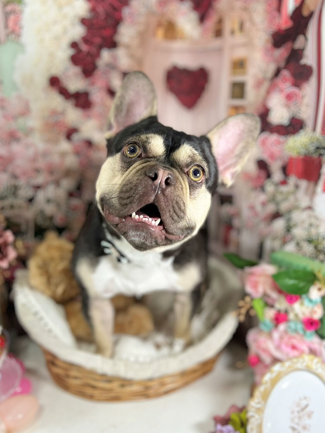 来店いただいたシルバくんです🐶✨